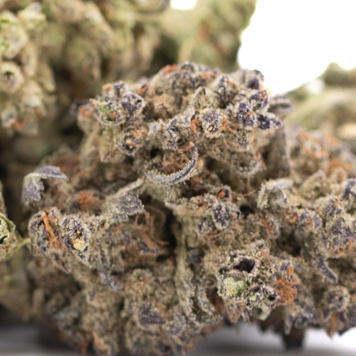 Banjerine thca flower dense cannabis bud with green purple hues and trichomes for exotic citrus evening stress relief