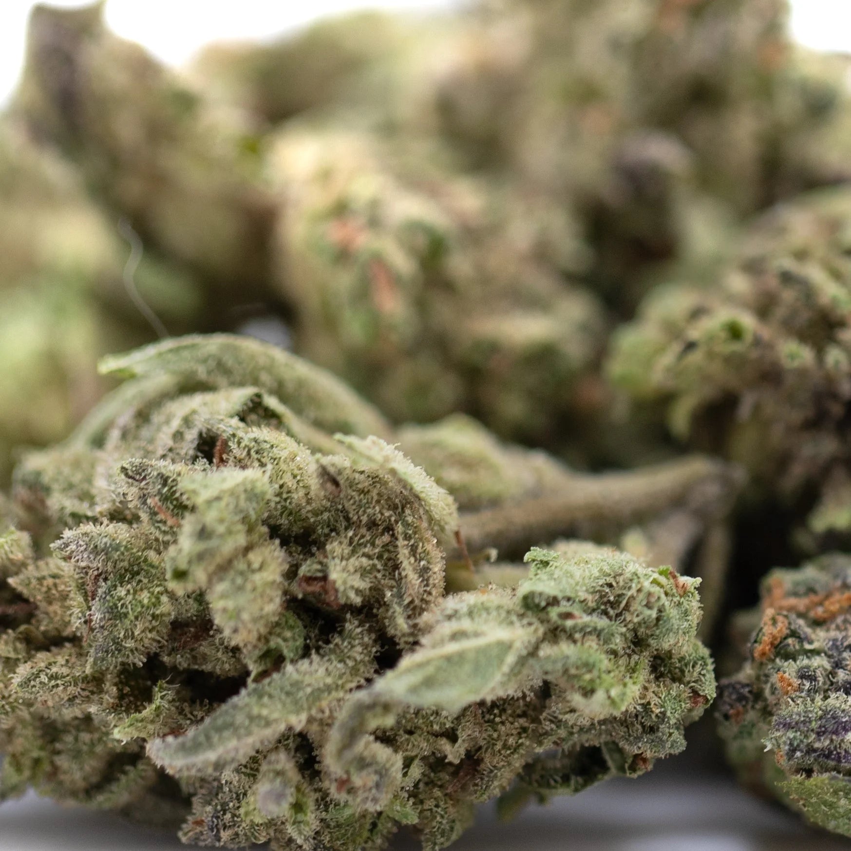 Dense green banjerine thca flower smalls with frosty white trichomes and orange pistils ultra-premium citrus indica