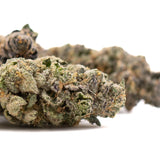 Premium Berry Blast THCa flower bud with dense trichomes