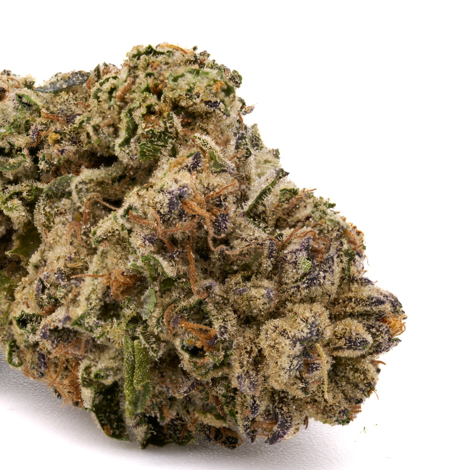 Biscotti THCa Hemp Flower Greenhouse - Plants