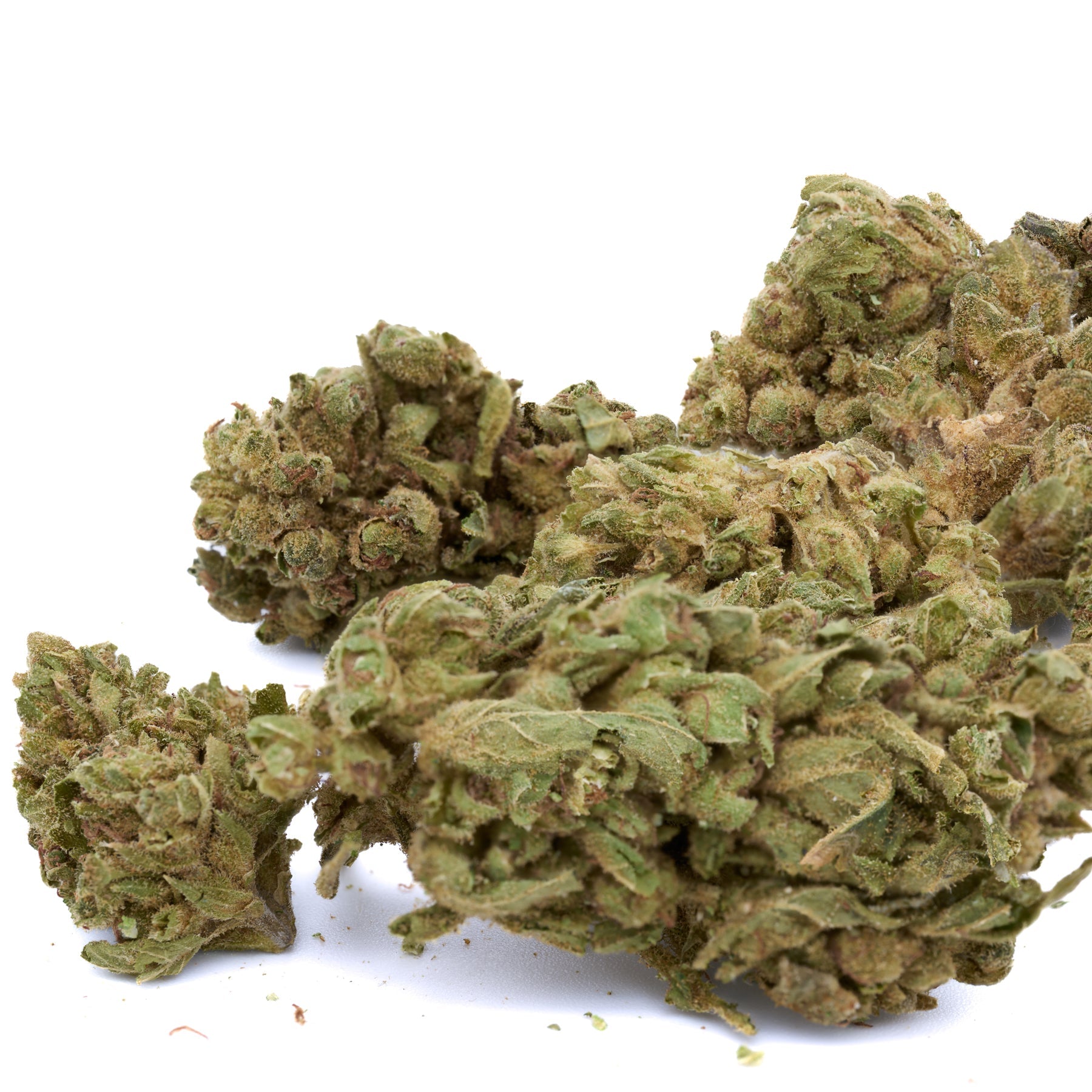 Biscotti THCa Hemp Flower - Plants