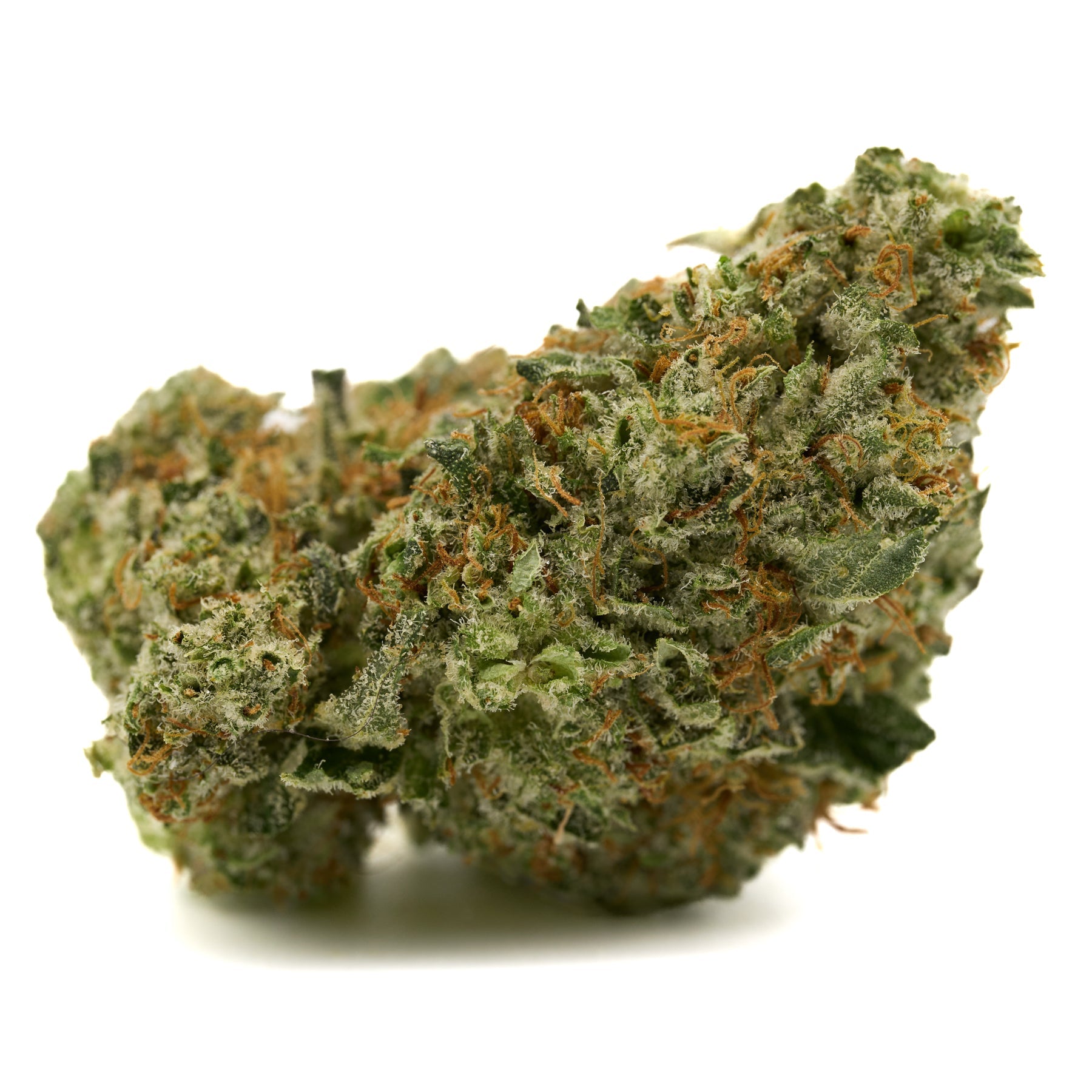 Black Cherry THCA Flower with dense trichome-covered buds and orange pistils