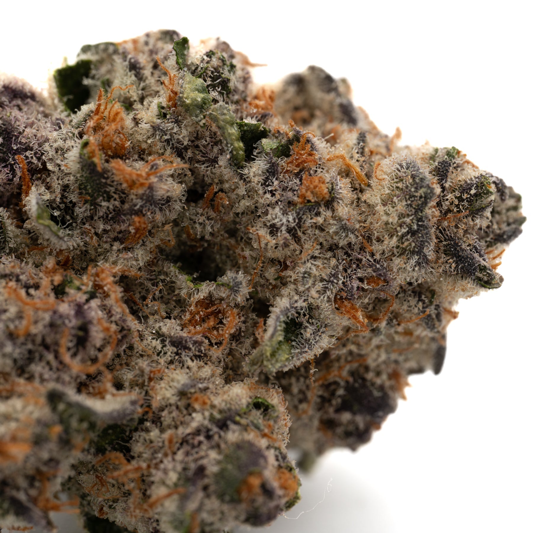 Black Frost’s indoor THCa flower featuring a dense Blackberry Kush cannabis bud with orange hairs and white trichomes