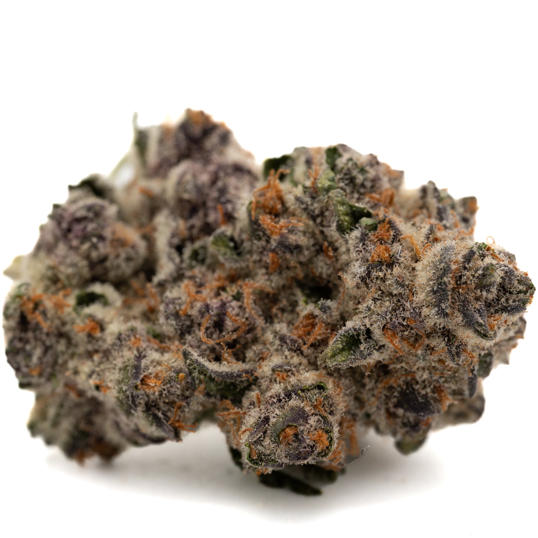 Black Frost’s indoor THCa flower featuring a dense purple and orange cannabis bud with trichomes