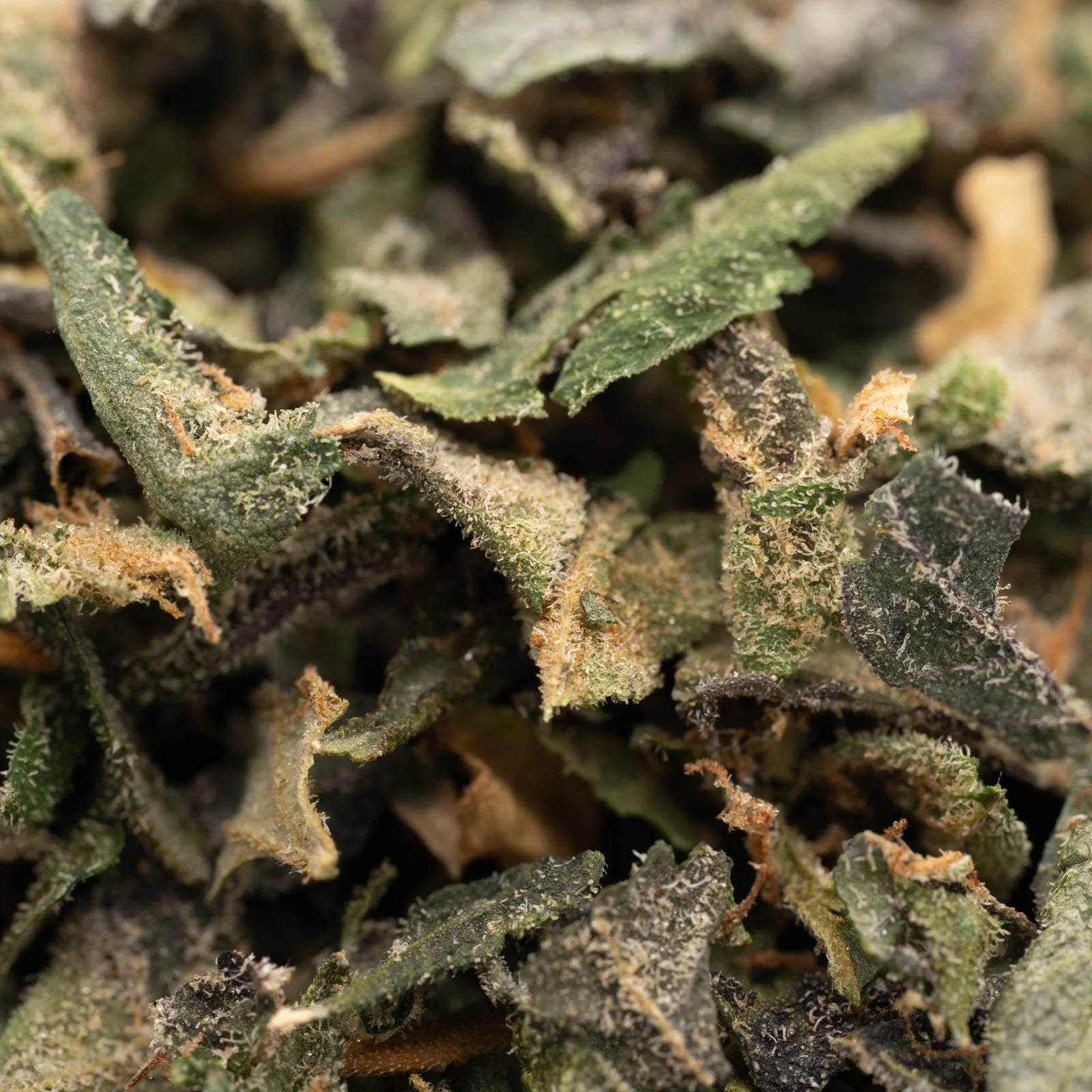 Black Lemon Cherry Gelato THCa trim with frosty trichomes