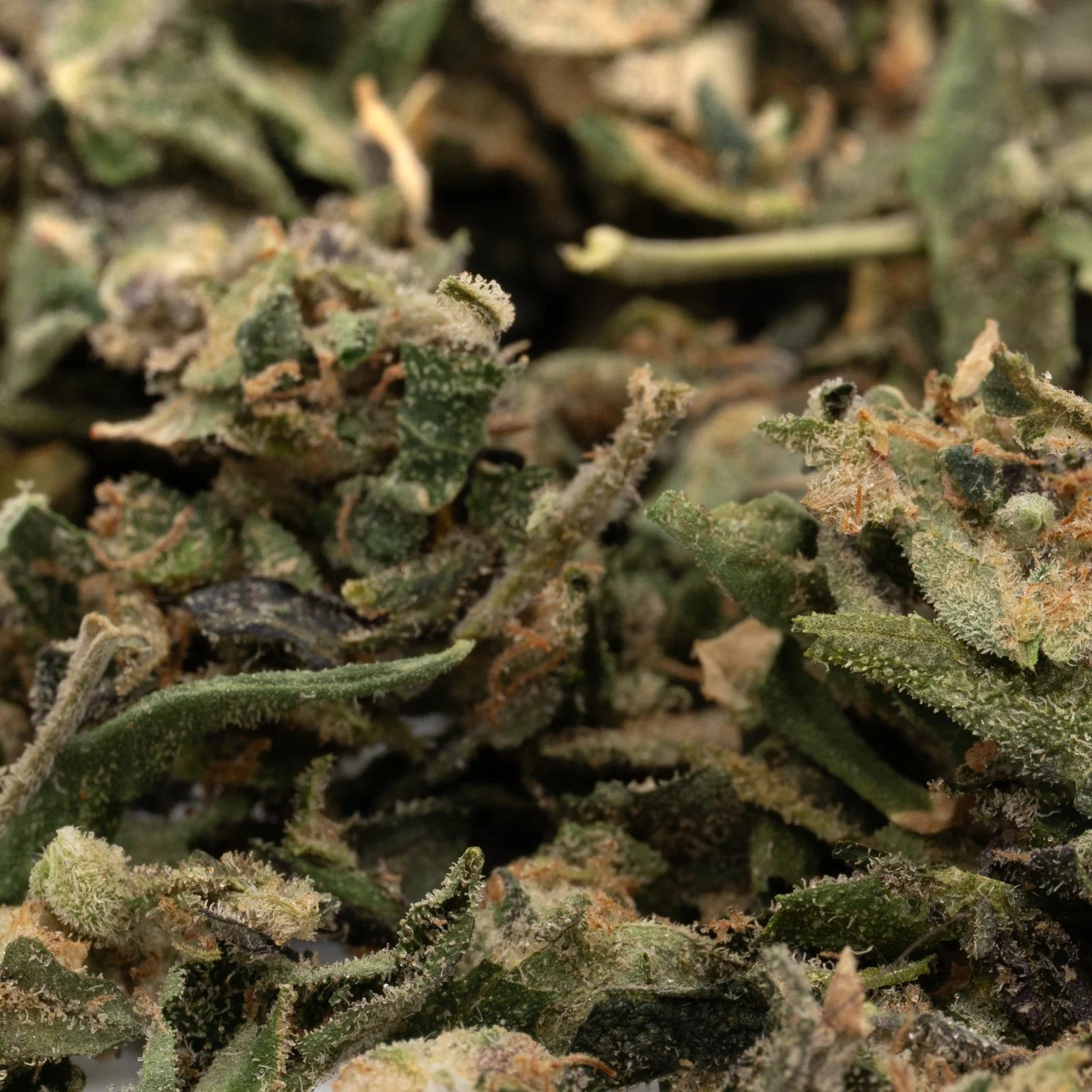 Black Lemon Cherry Gelato marijuana bud with green leaves and white trichomes