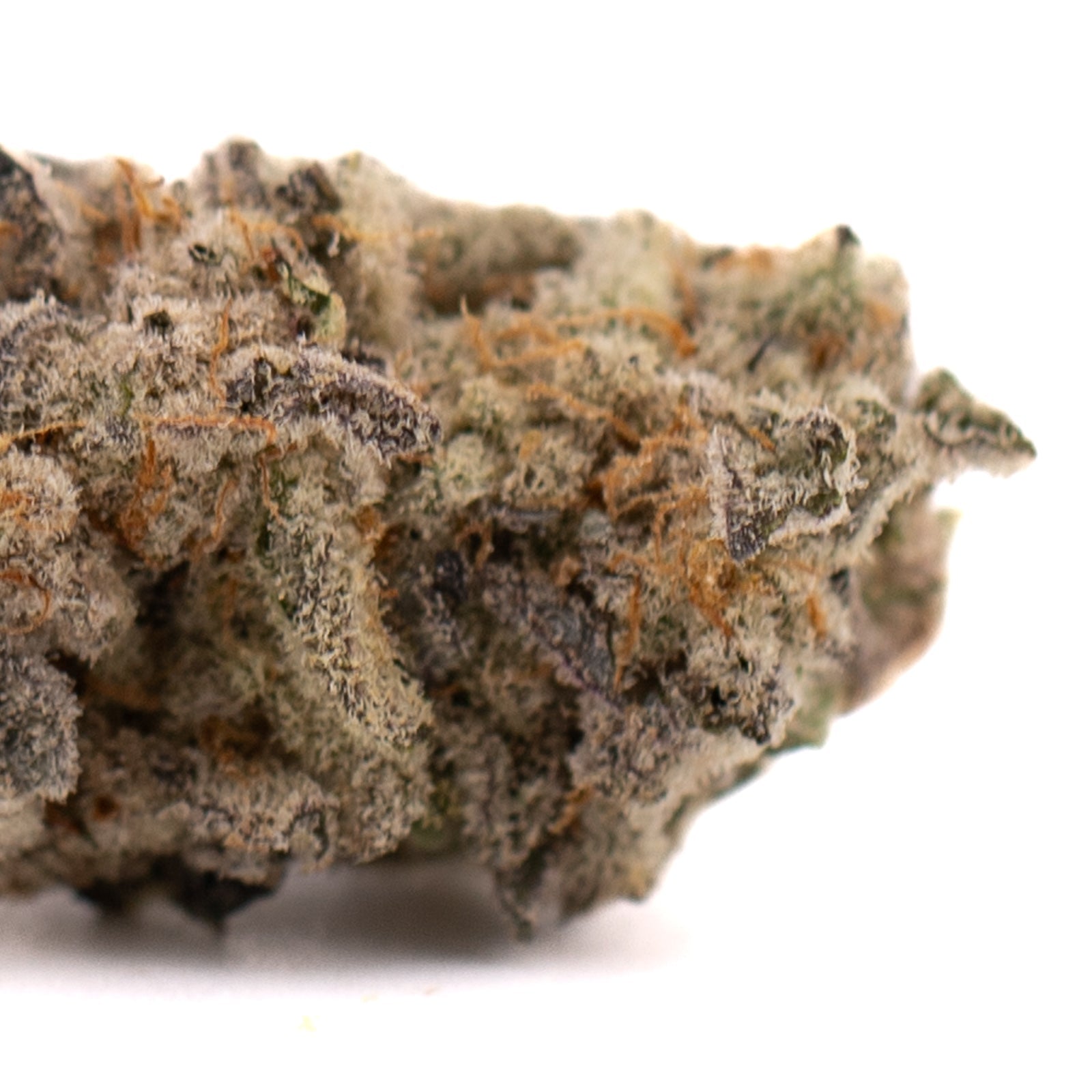 Dense frosty Blue Cookies THCa Indoor Flower with orange hairs for premium cookies THCa indoor experience