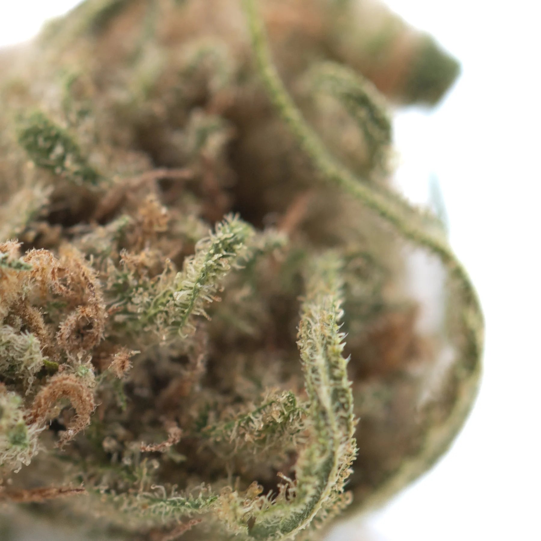 A dense green blue dream thca hemp flower bud with trichomes and brown pistils from blueberry indica greenhouse smalls