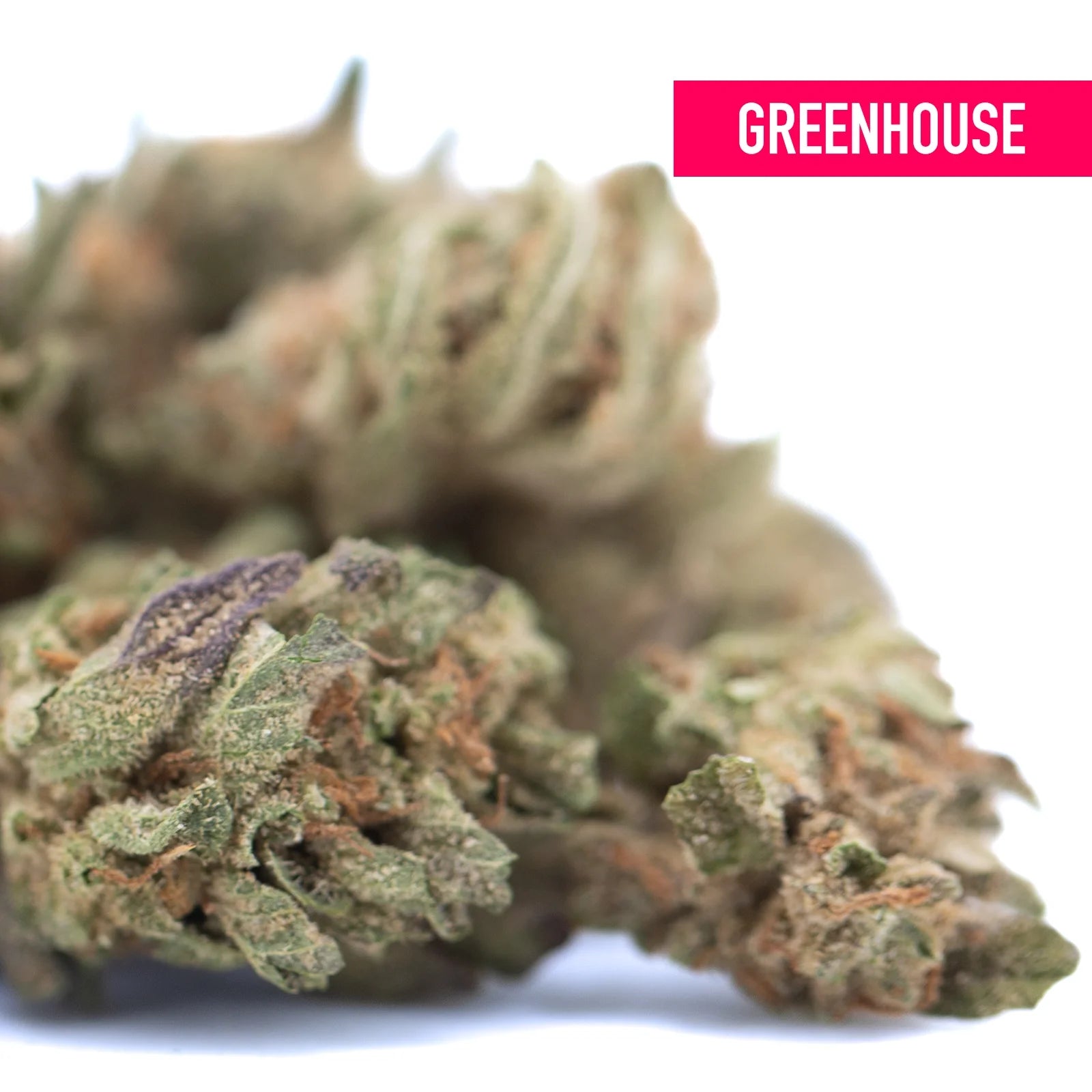 Blue dream thca hemp flower with dense green and purple-tinged trichomes blueberry indica greenhouse smalls bud
