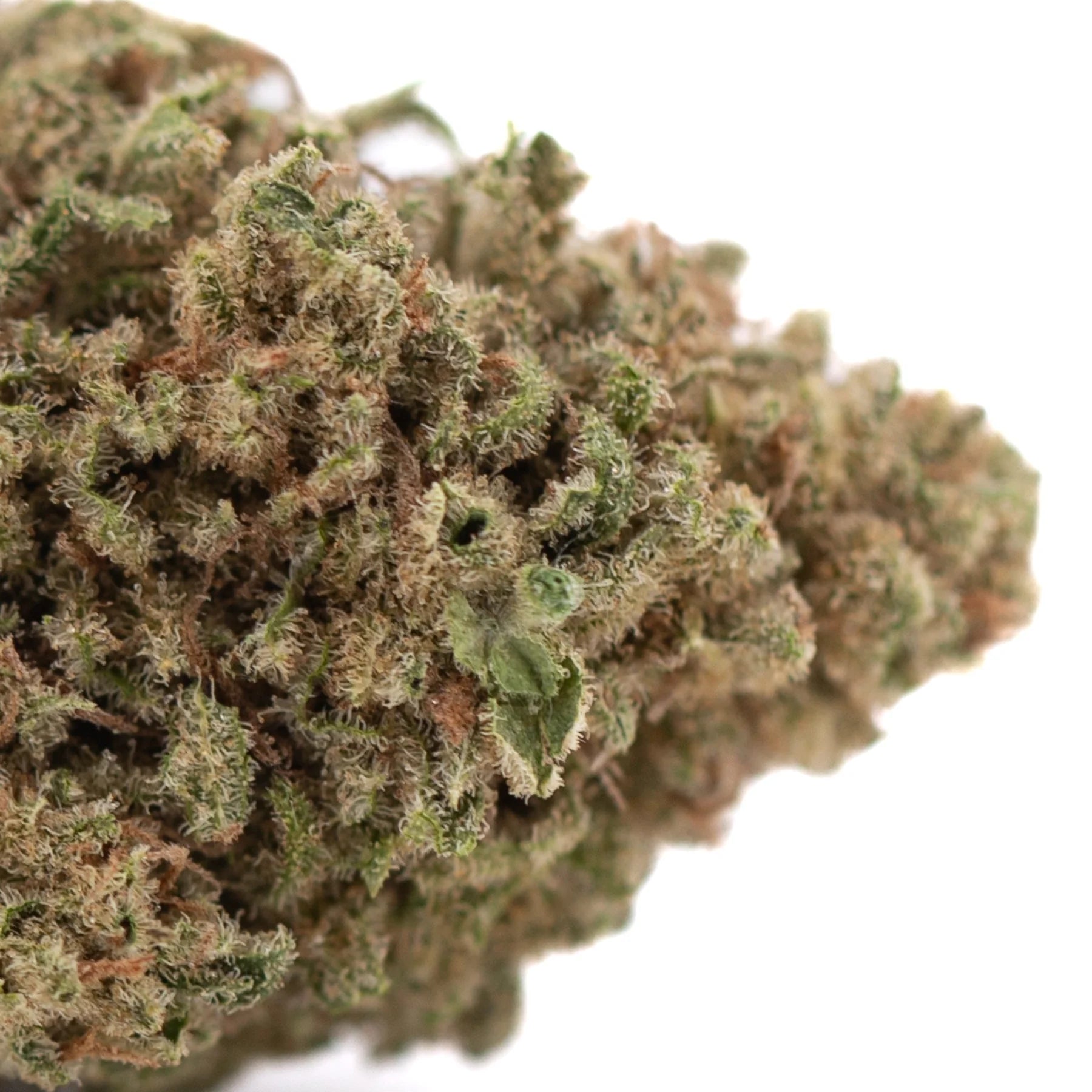 A dense green and brown cannabis bud covered in white trichomes from legendary blue dream hemp flower strain