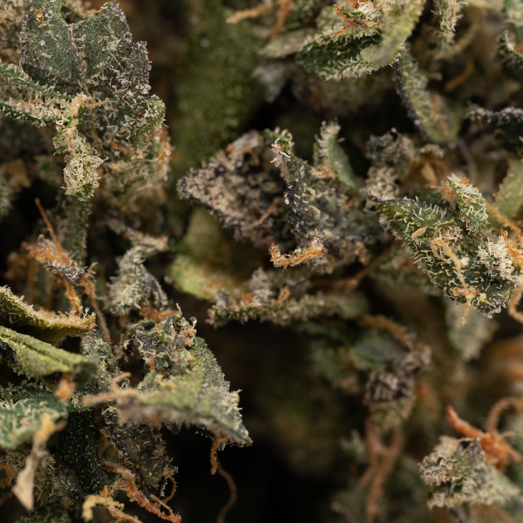 Blue Dream THCa Indoor Trim hemp flower with dried buds, trichomes, and orange pistils