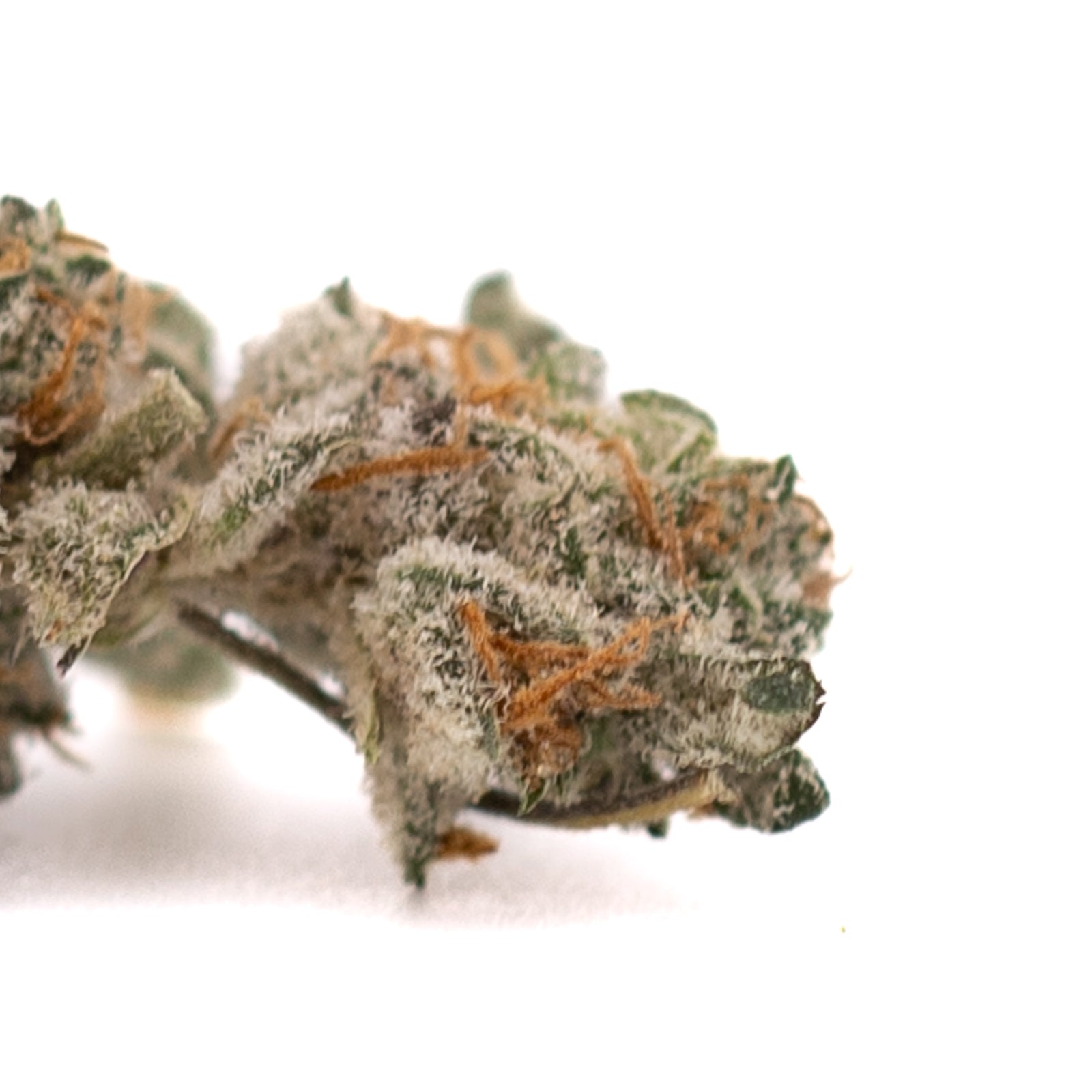 Close-up of Blue Heron’s THCA Indoor Flower Smalls with trichomes and orange pistils