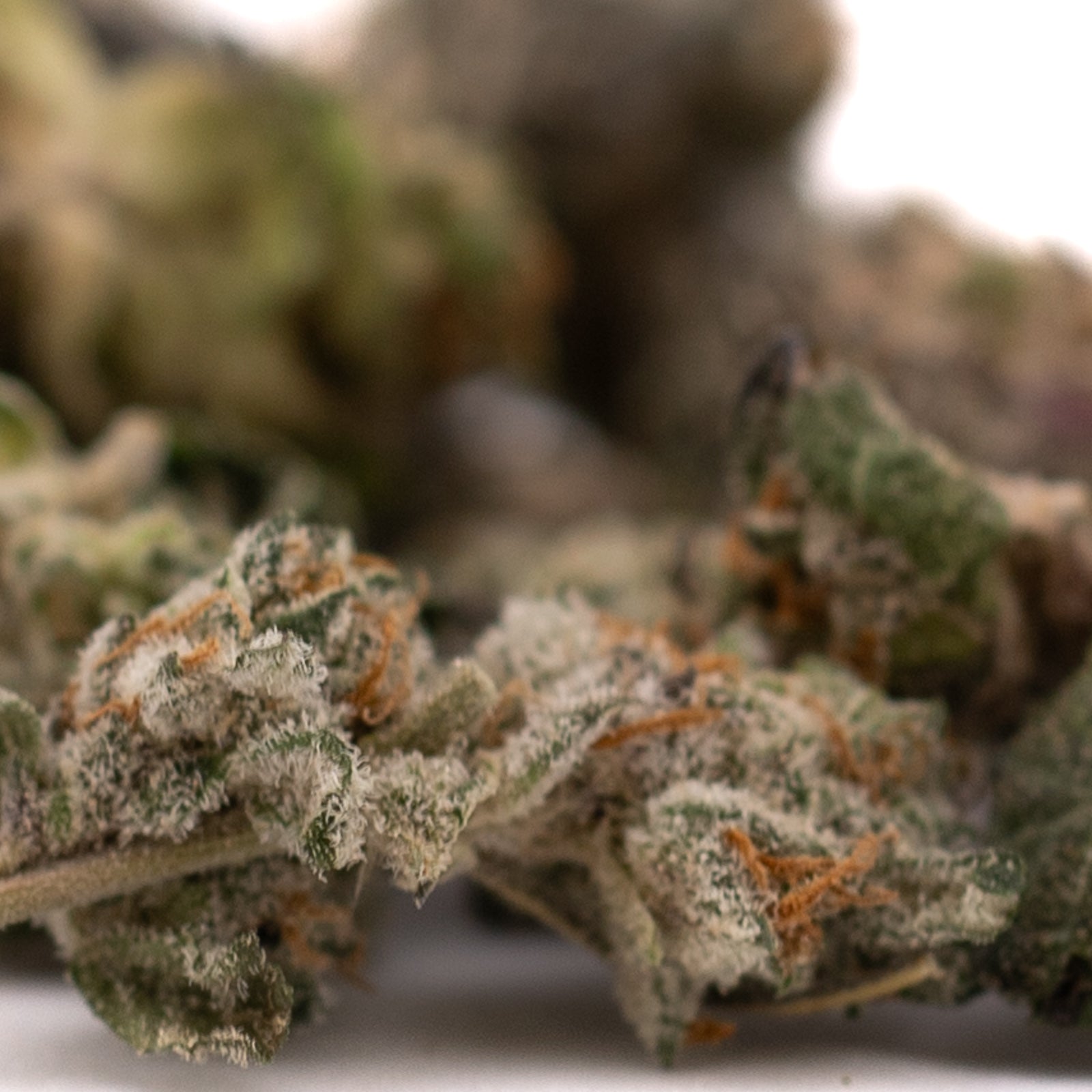 Close-up of Blue Heron’s THCA Indoor Flower with trichomes and orange pistils for orchard swirl synergy