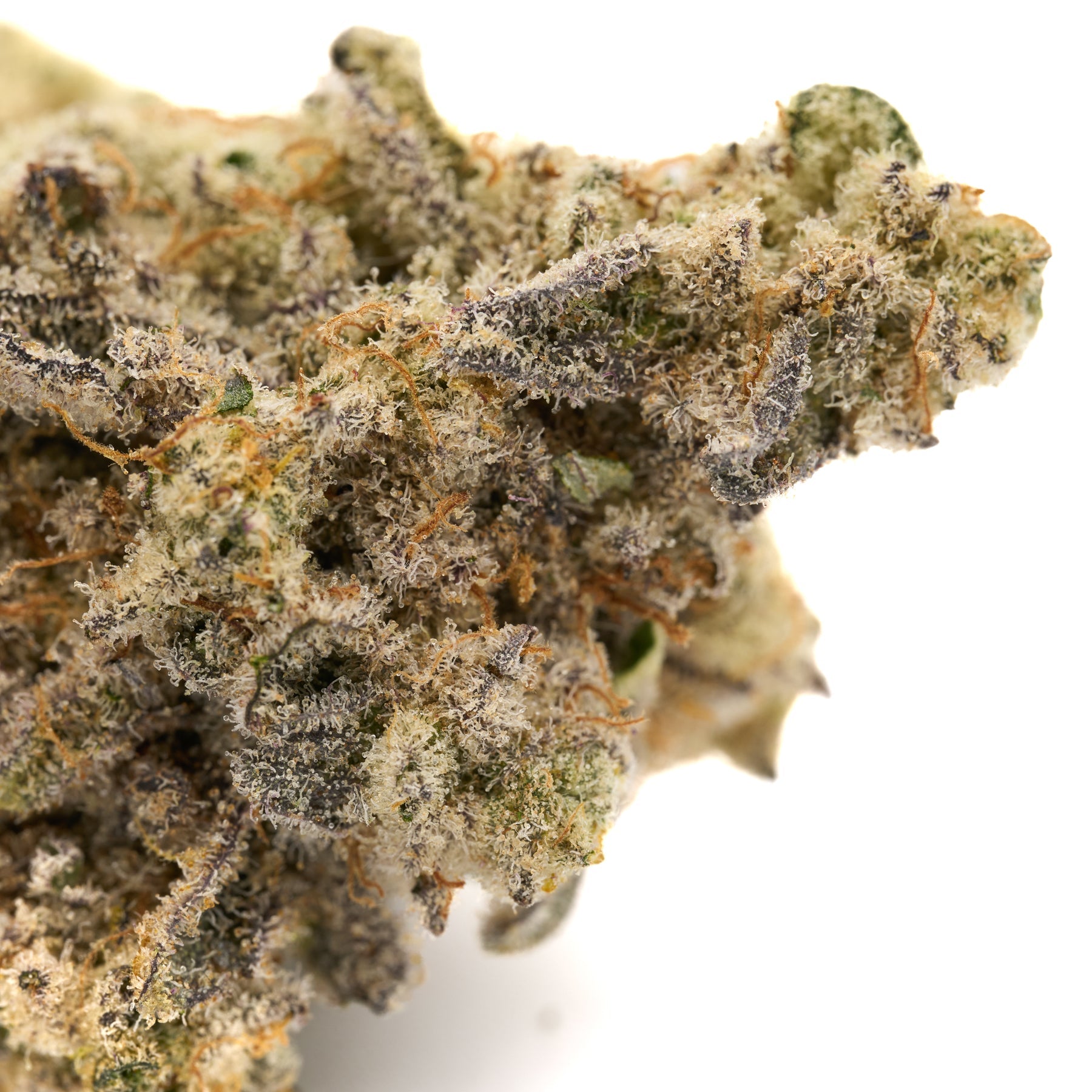 Close-up of Blue Muffin Indoor THCa Flower with purple hues, orange pistils, and white trichomes
