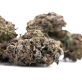 Mature blue sugar greenhouse thca flower with dense frosty trichomes and green brown purple hues from sugar cookies strain