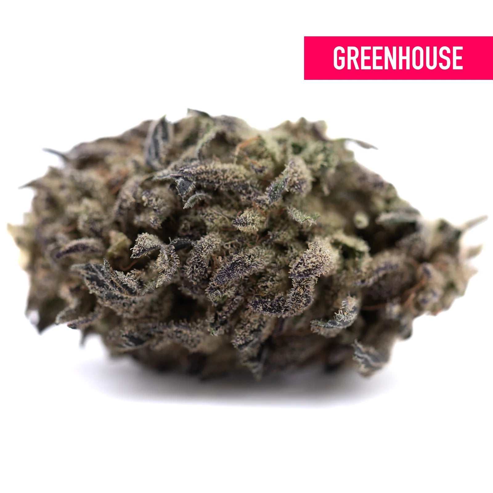 Dense blue sugar greenhouse thca flower with green and purple sugar cookies hues covered in fine trichomes