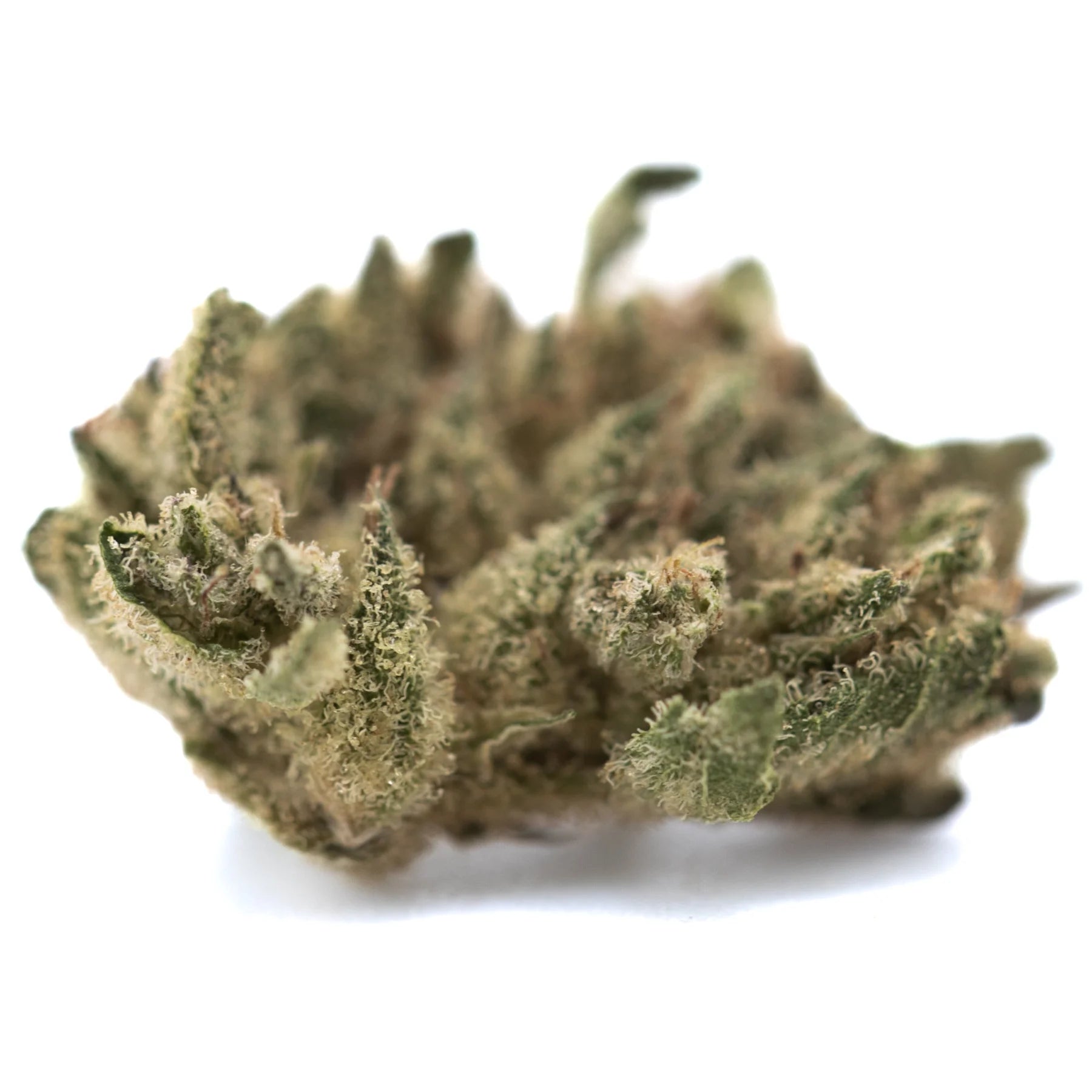 A dense blue sugar hemp flower bud with green and brown hues covered in fine trichomes resembling sugar cookies