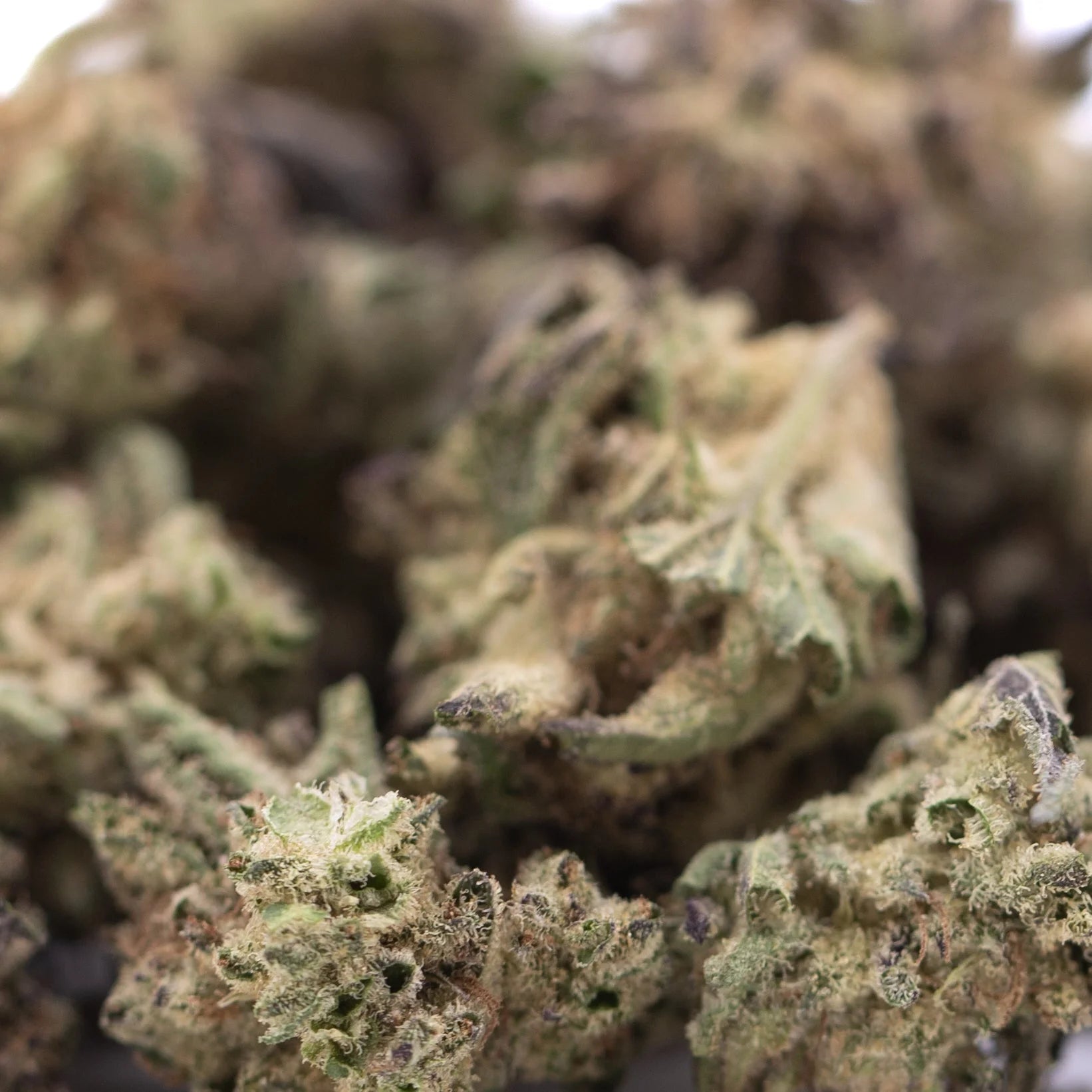 Blue sugar thc hemp flower greenhouse smalls with dense green bud frosty trichomes and purple sugar cookies hints