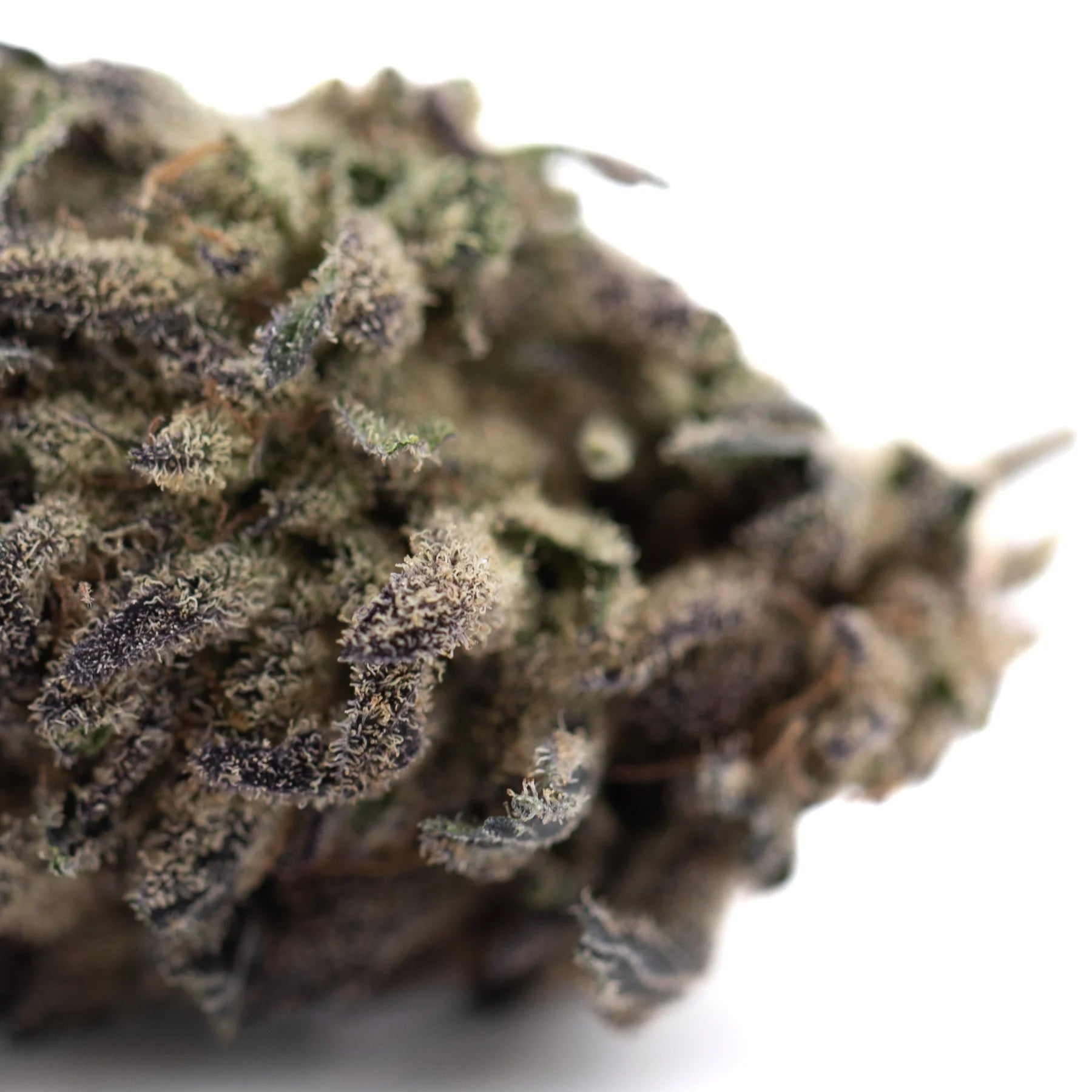 A dense premium greenhouse thca flower with green and purple trichomes from legendary blueberry blue sugar hemp