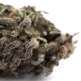 A dense premium greenhouse thca flower with green and purple trichomes from legendary blueberry blue sugar hemp