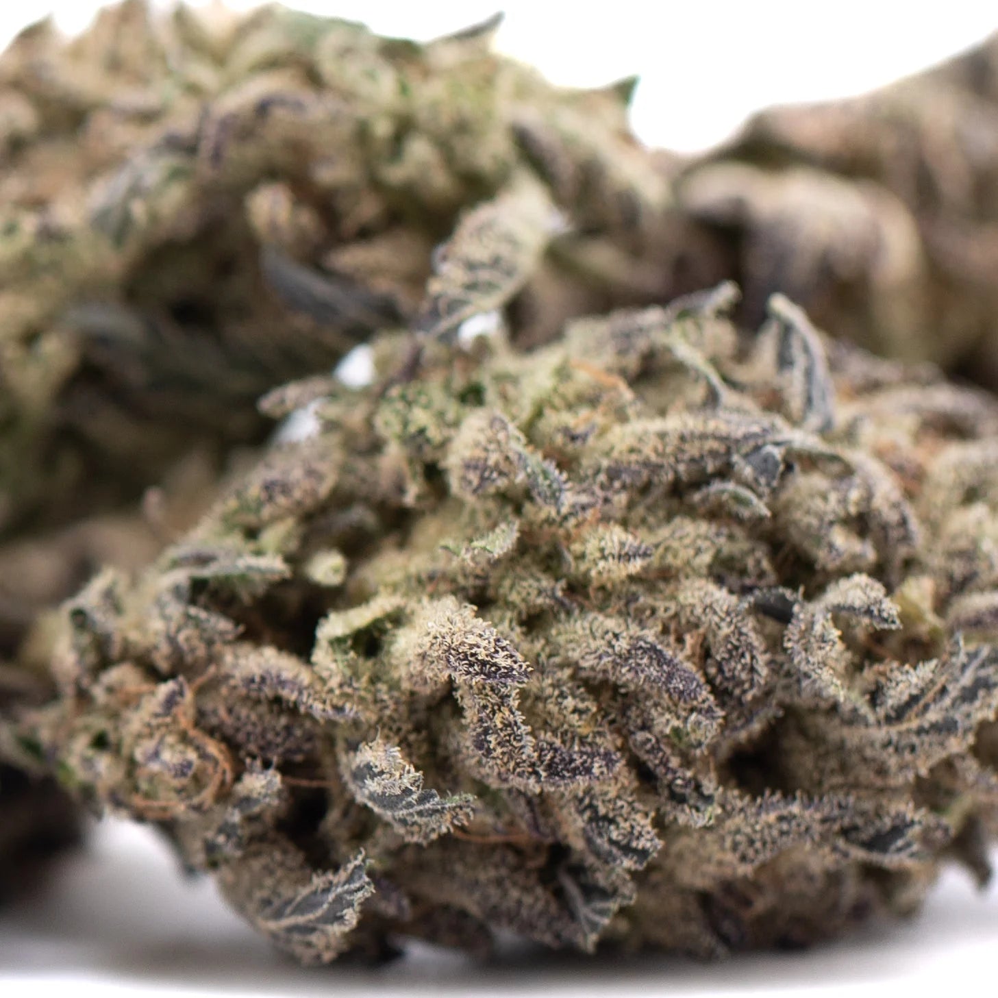 A dense resinous blue sugar thca flower hemp bud with green and purple hues covered in trichomes from premium greenhouse