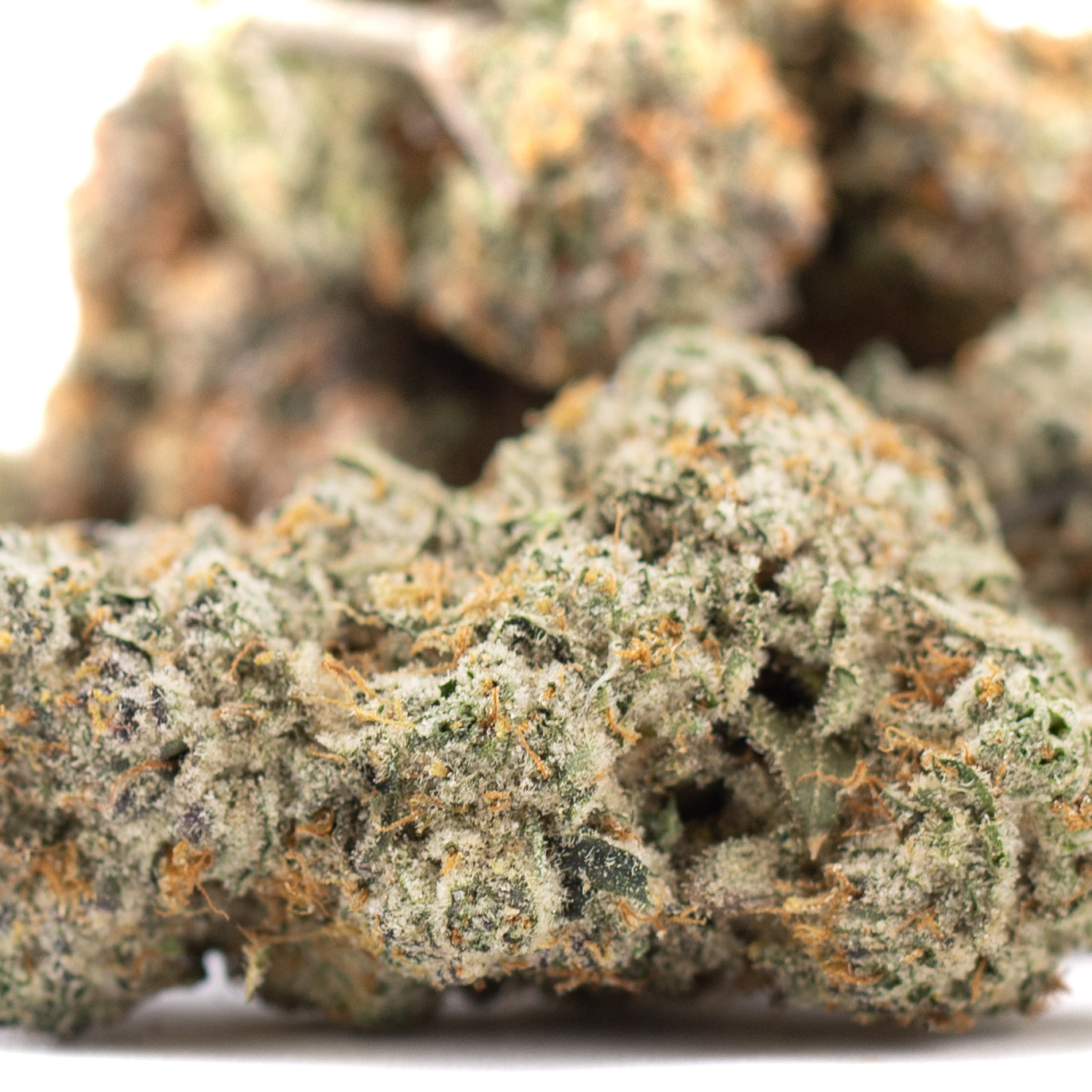 Blueberry Kush indoor THCa flower: green bud with orange white trichomes