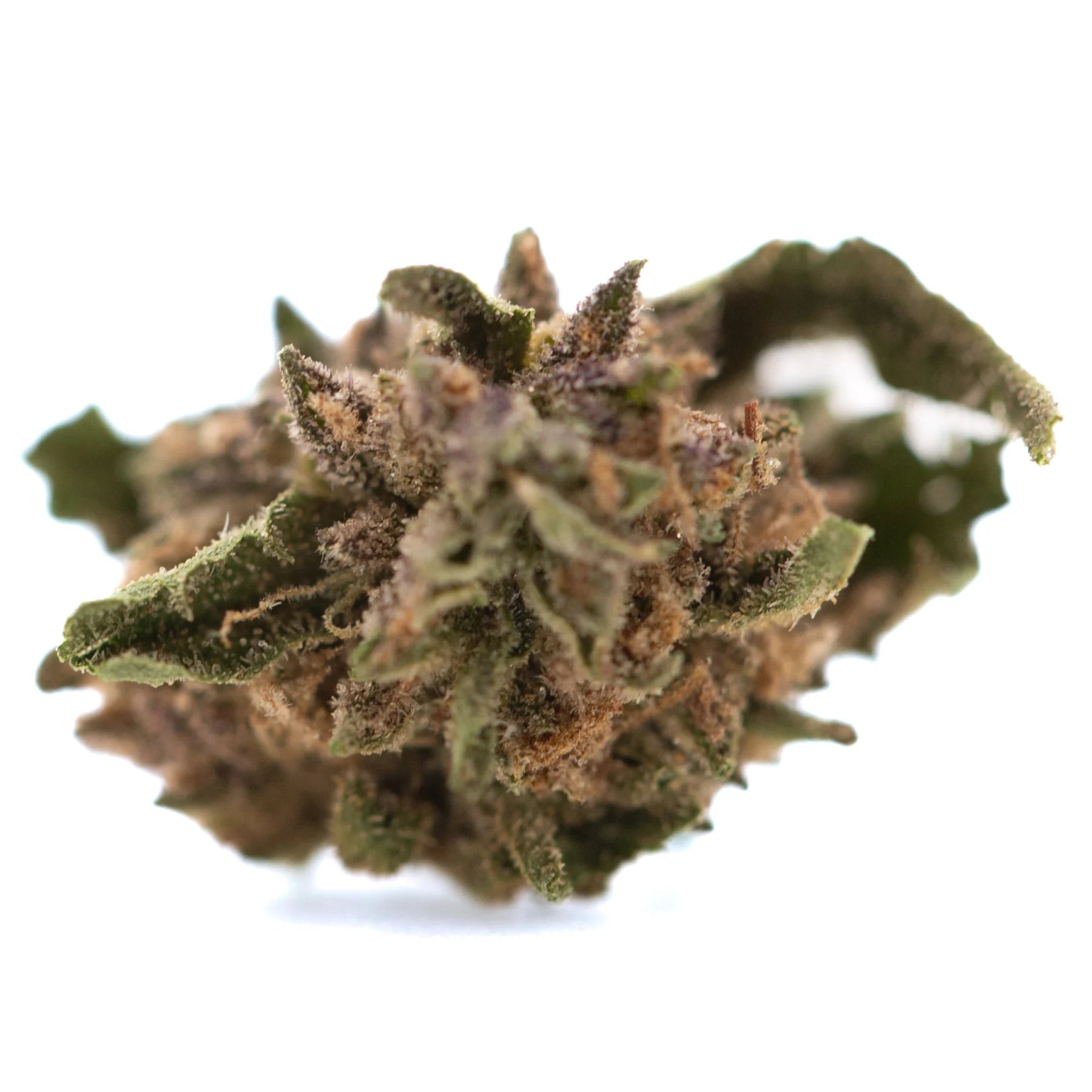 Blueberry muffin full-term thca flower dense green and purple bud with trichomes highlighting its terpene profile from indoor cultivation