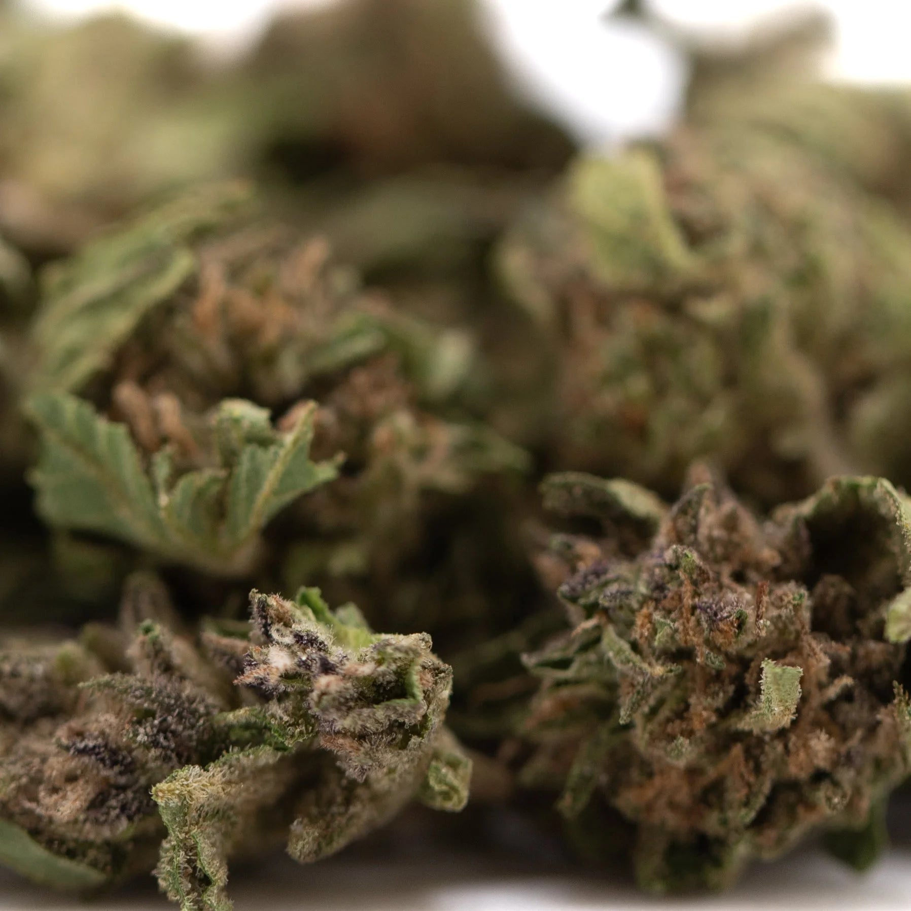 Green and brown blueberry muffin full-term thca flower buds with frosty surface highlighting indoor cultivation terpene profile