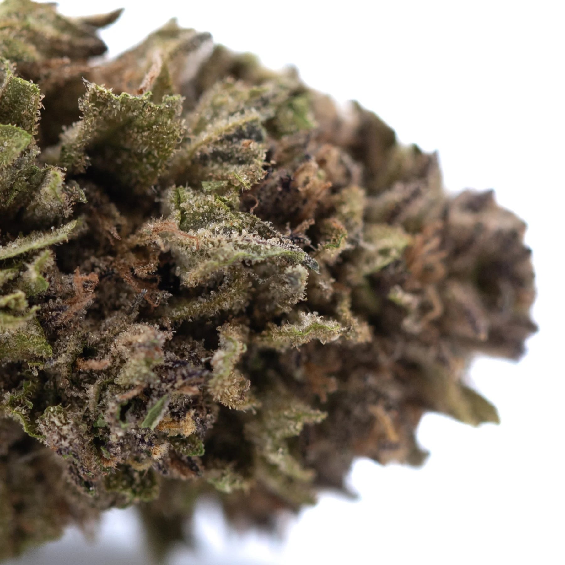 A dense blueberry muffin full-term thca flower wholesale bud with green brown hues and fine trichomes