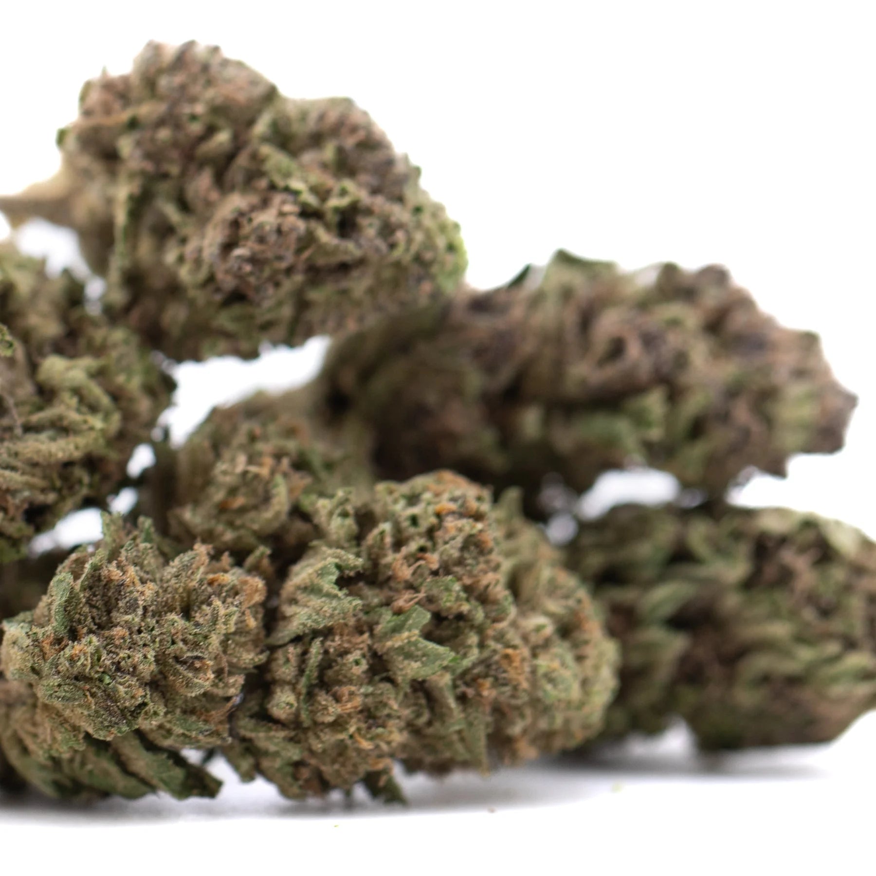 Dried blueberry muffin full-term thca flower wholesale with dense textured buds in green brown and orange shades
