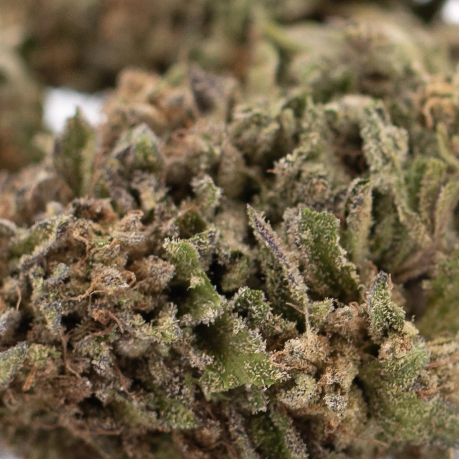 Dense green bolor tartz thca hemp flower with frosty trichomes and brown pistils from zkittlez x gelato genetics