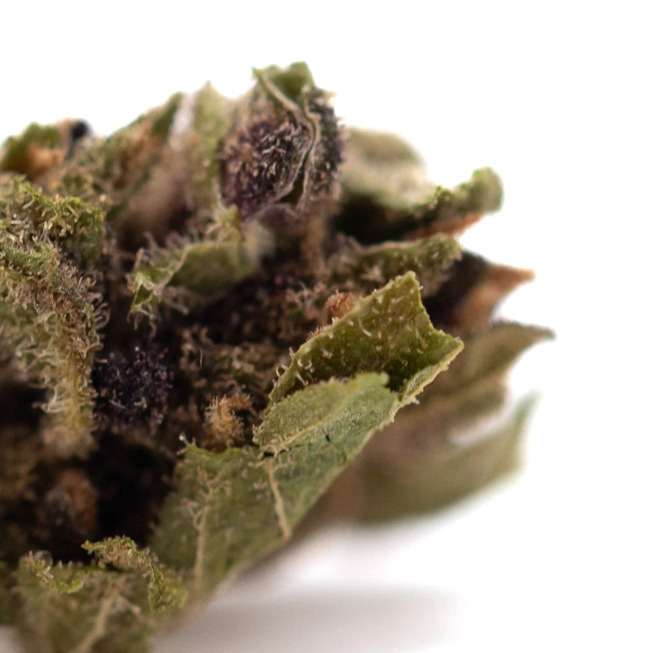 Dense green bubba kush cbd smalls hemp flower with trichomes and purple calyxes afghani indica indica strain