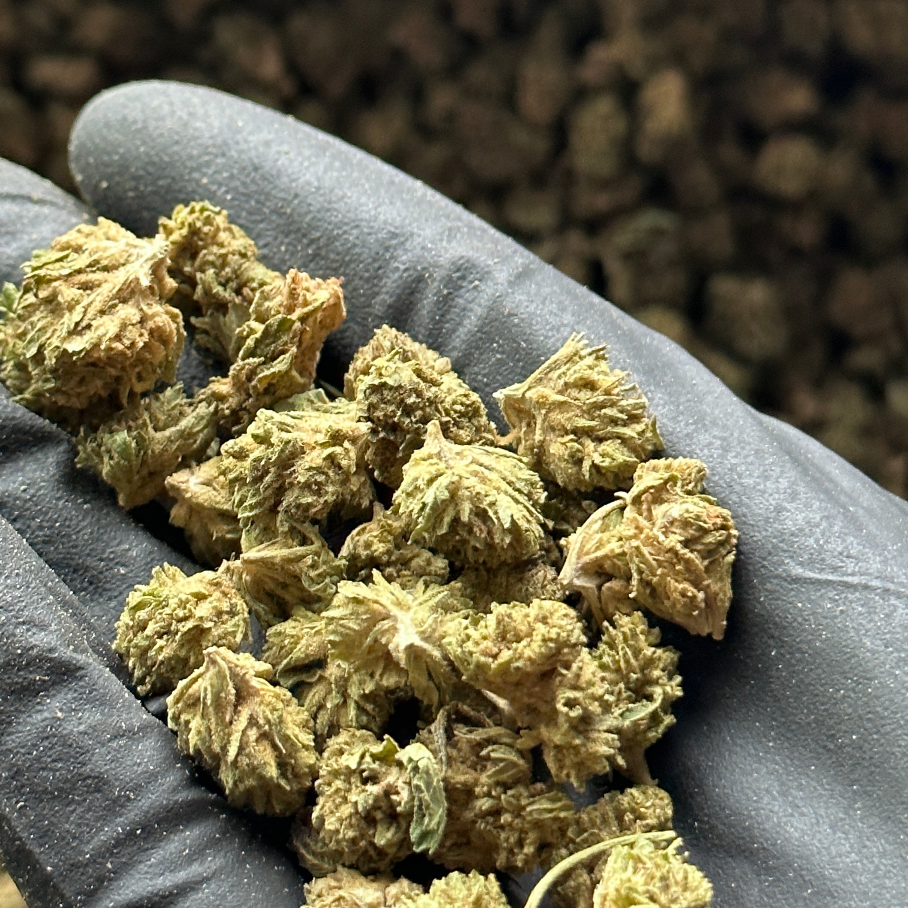 Bubba Kush Hemp Flower Small Nugs Wholesale