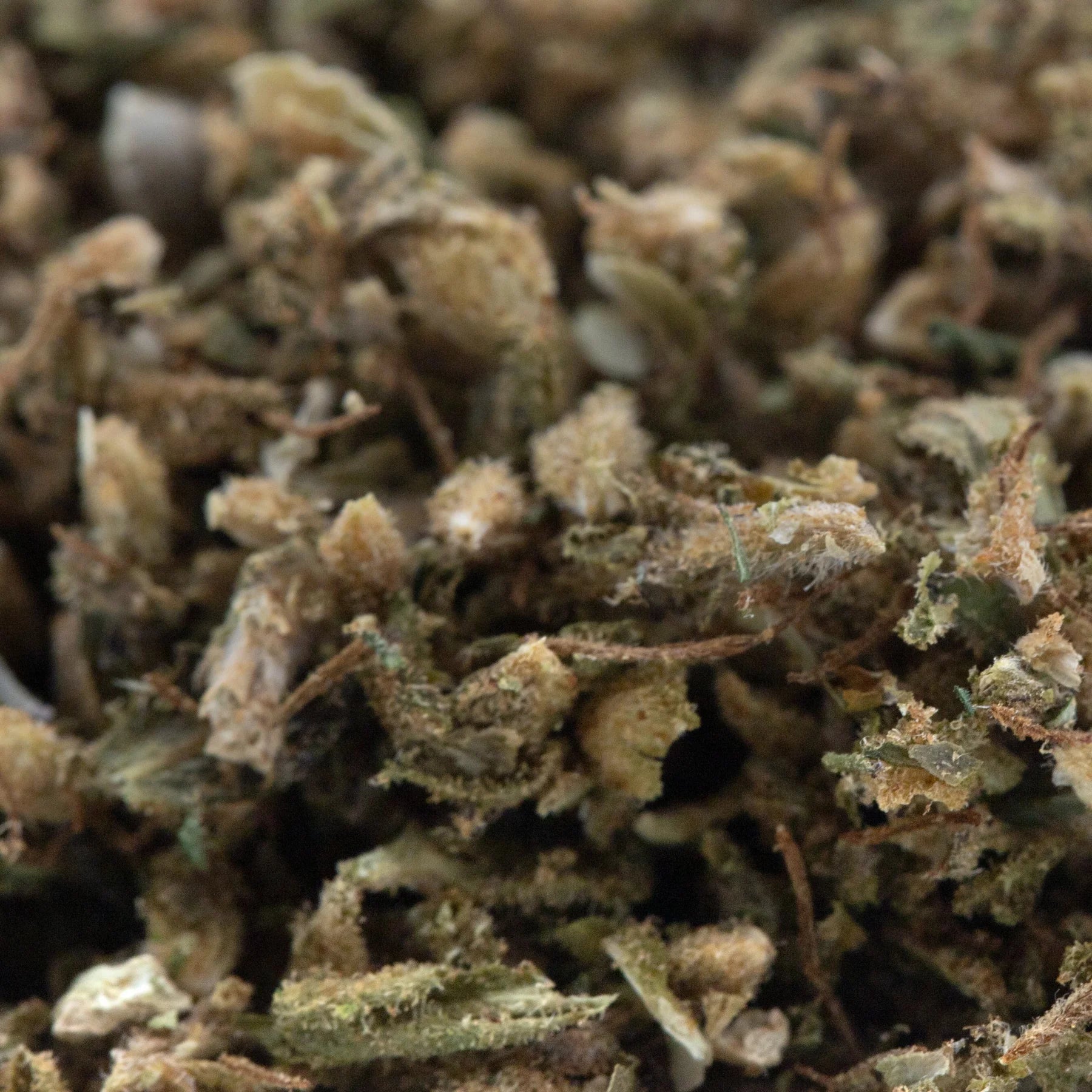 Dried bubble gum cbd hemp flower with green brown and beige hues full-term indiana bubble gum cbd trim