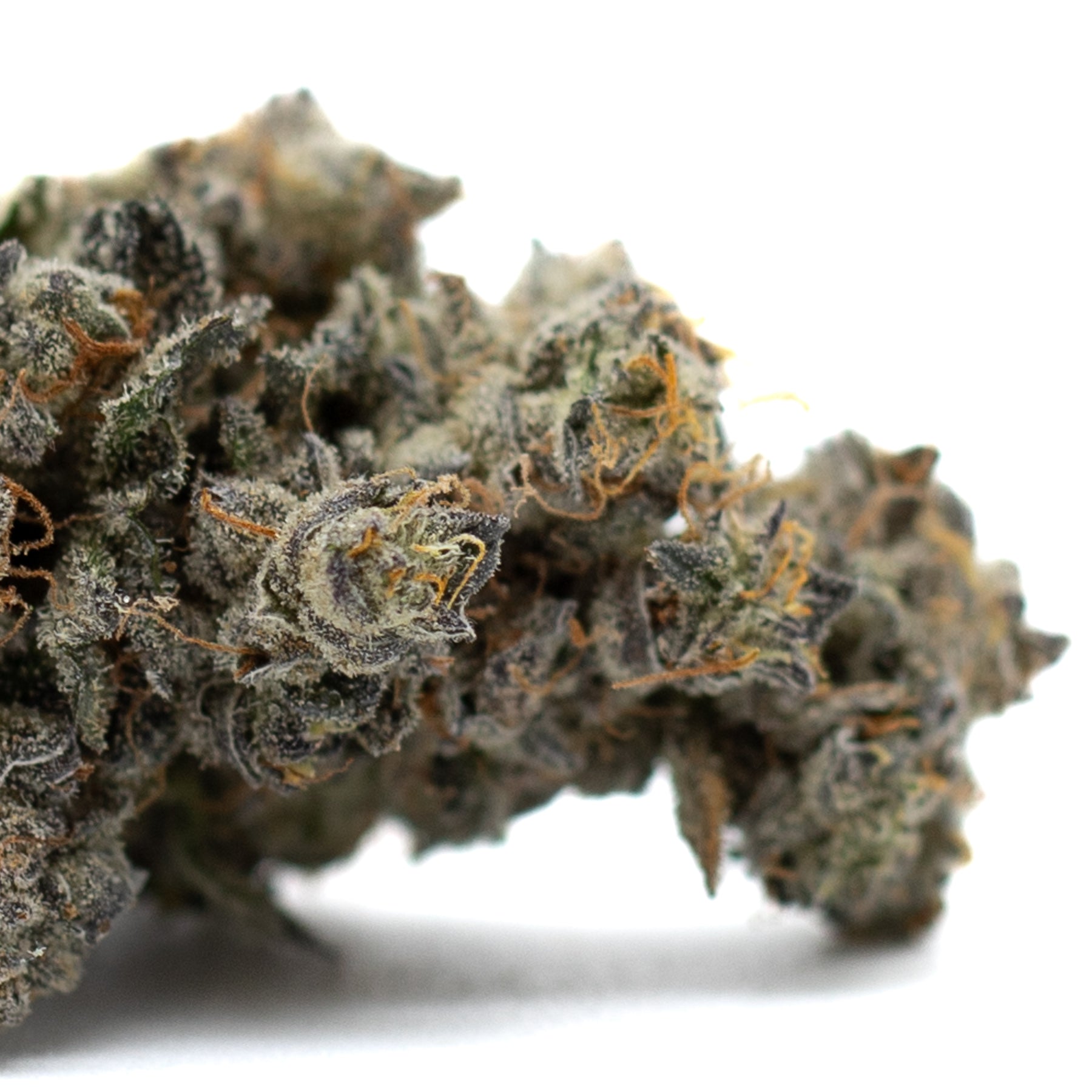 Densely packed Butter OG Indoor THCa Flower with white trichomes and orange pistils