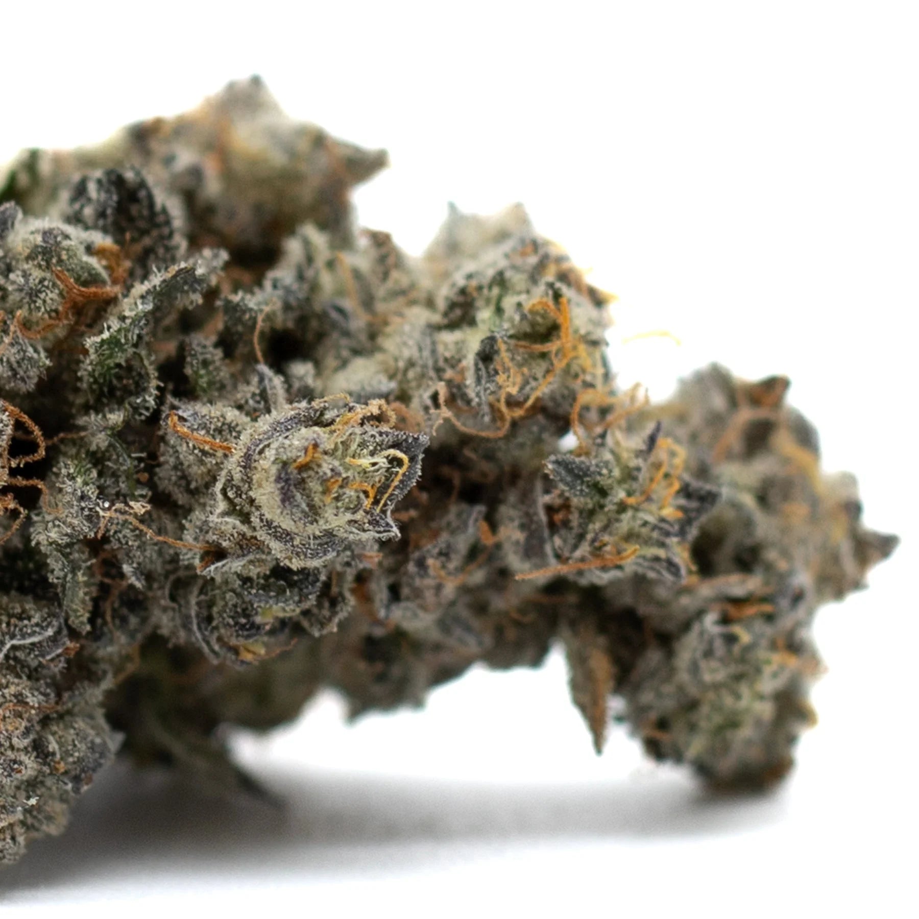 Densely packed Butter OG Indoor THCa Flower with white trichomes and orange pistils