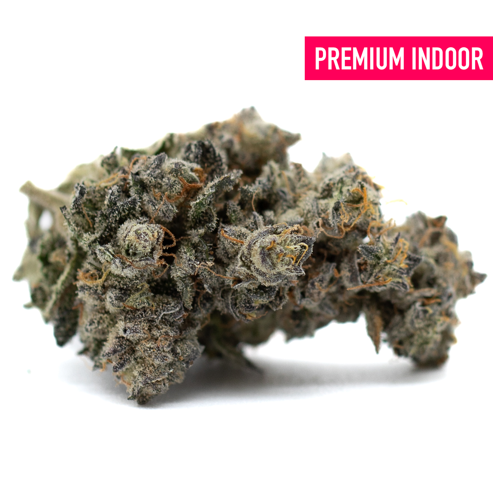 Premium indoor THCa flower Butter OG with dense frosty trichomes and orange pistils