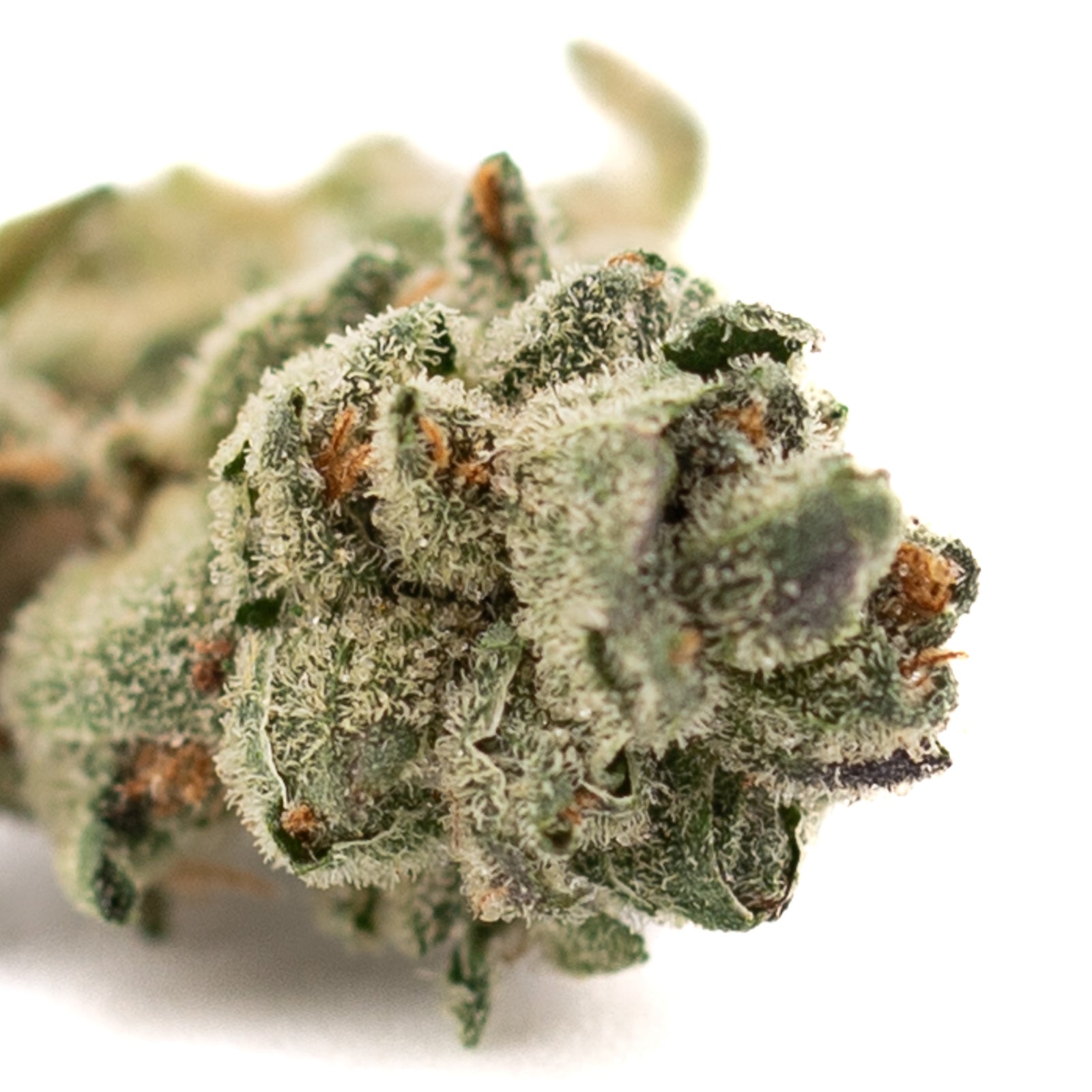 Close-up of Butter OG Indoor THCa Flower Smalls with frosty trichomes and orange pistils