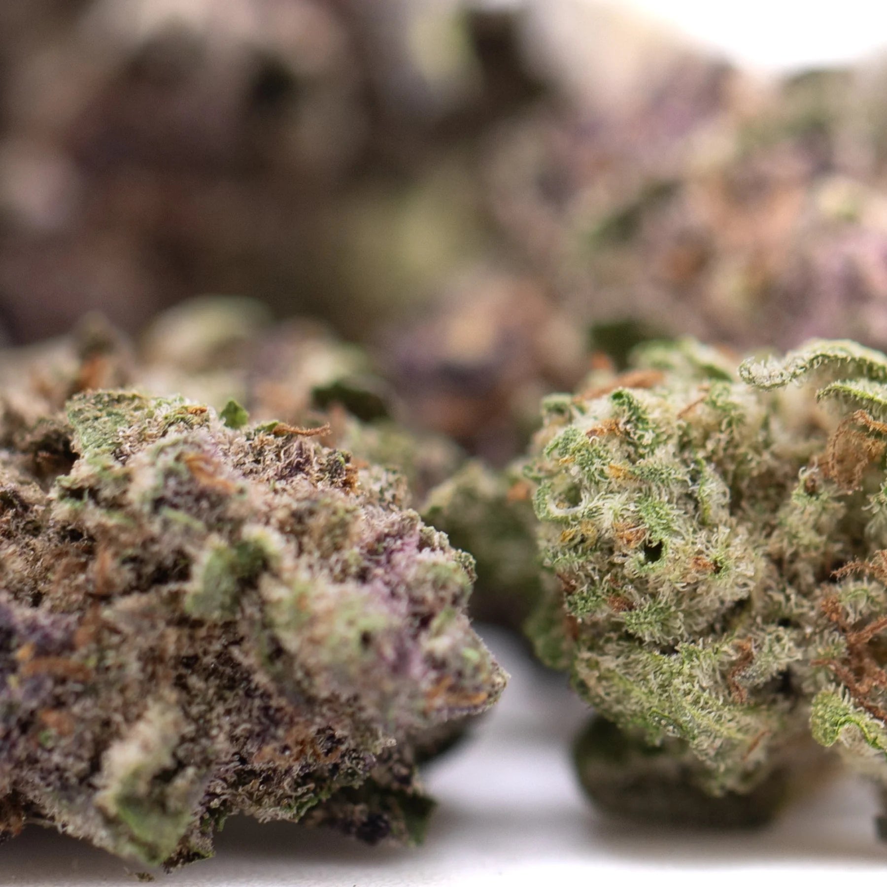 Cali burger thca hemp flower greenhouse smalls feature lush dense buds with vibrant green base and purple orange trichomes