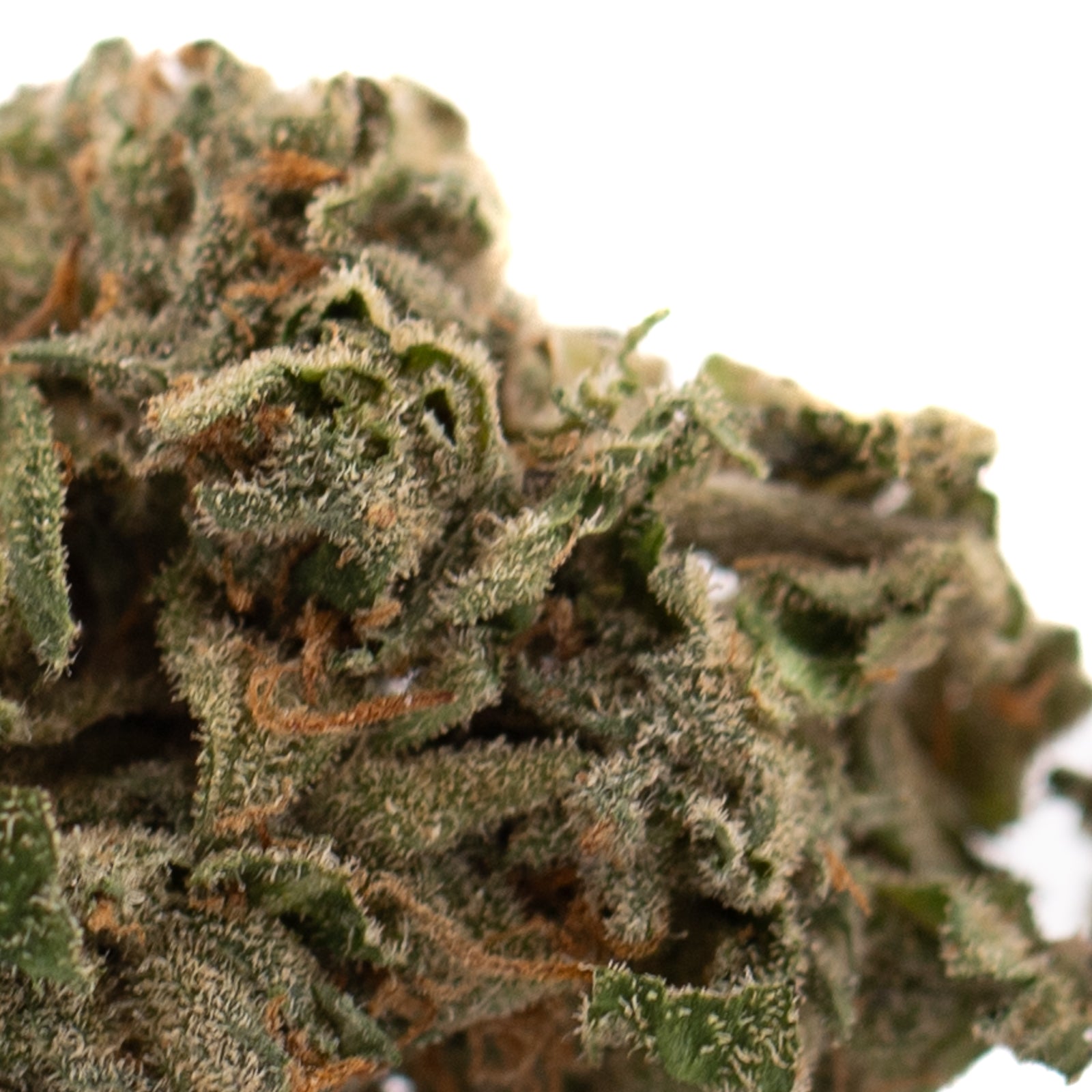 Close-up of Canal Street Runtz THCa Flower with vibrant green leaves and white trichomes