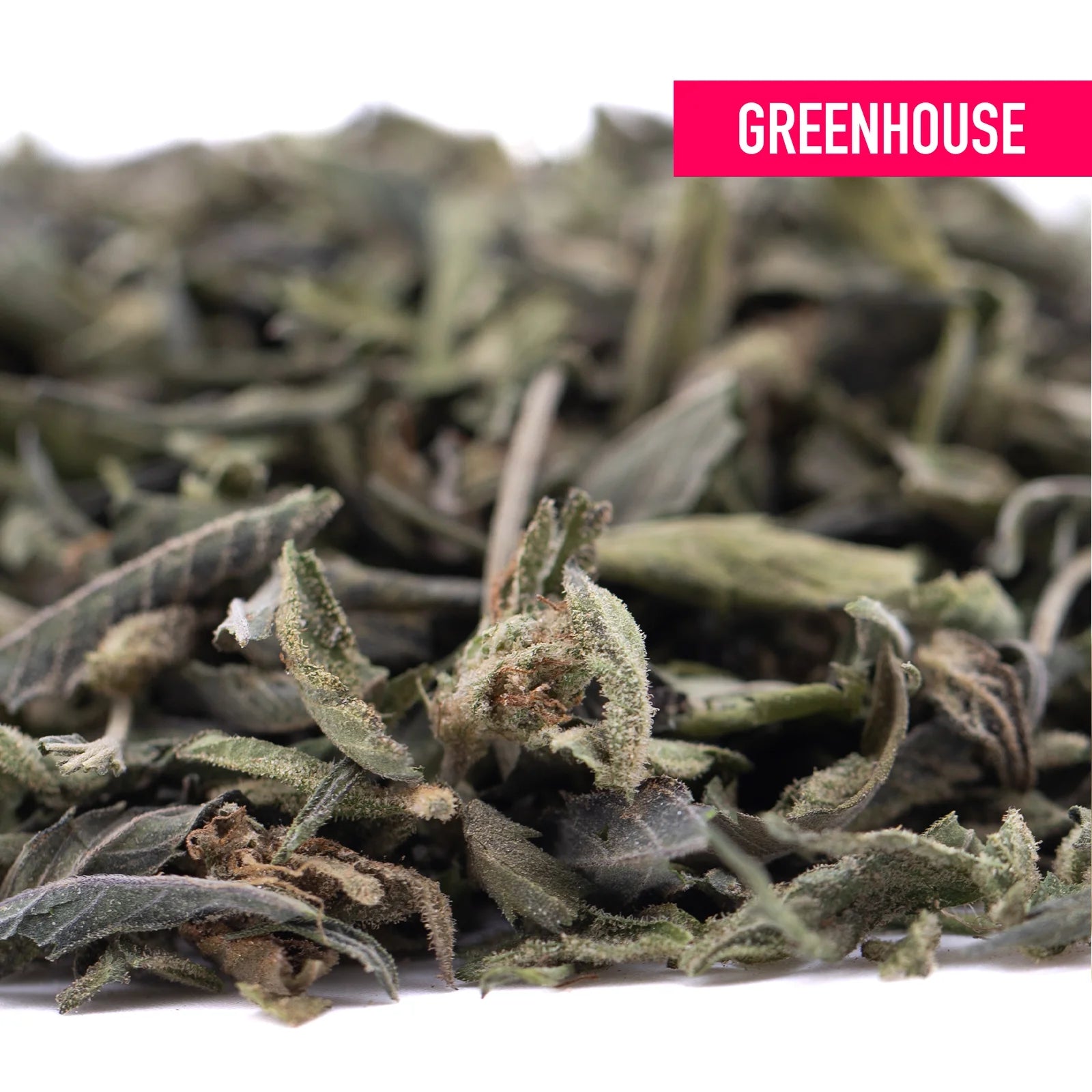 Dried sage leaves with dusty green hue and curled edges in a pile for candy pave’s greenhouse thca trim wholesale