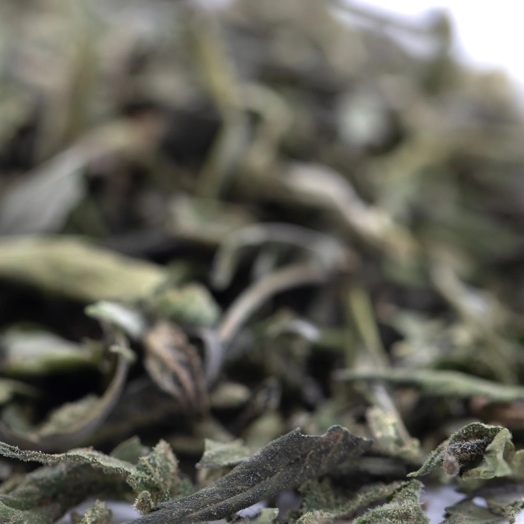 Dried sage leaves with muted green grayish hue showing texture in candy pave’s greenhouse thca trim wholesale product