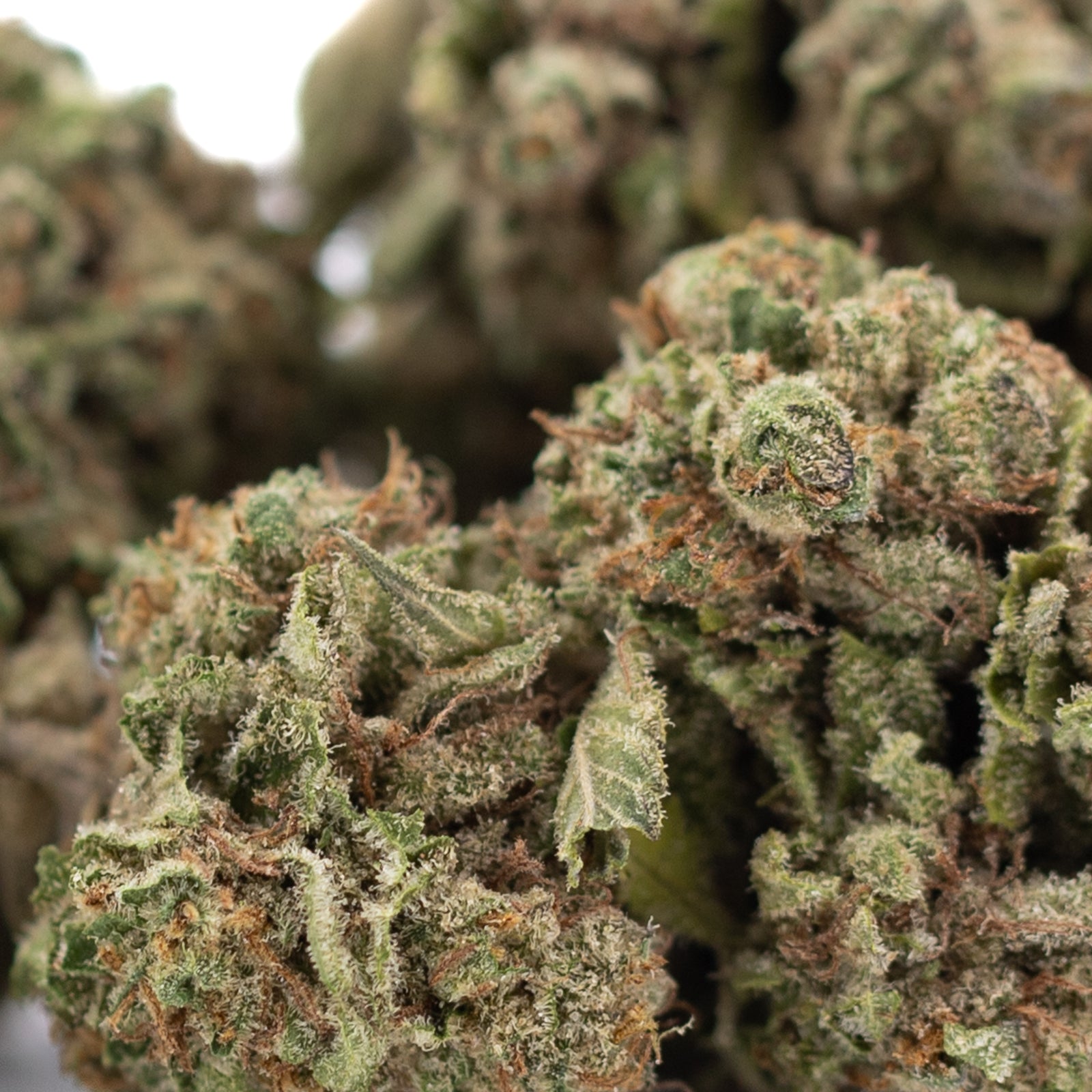 Premium Candy Pave THCa hemp flower bud with trichomes