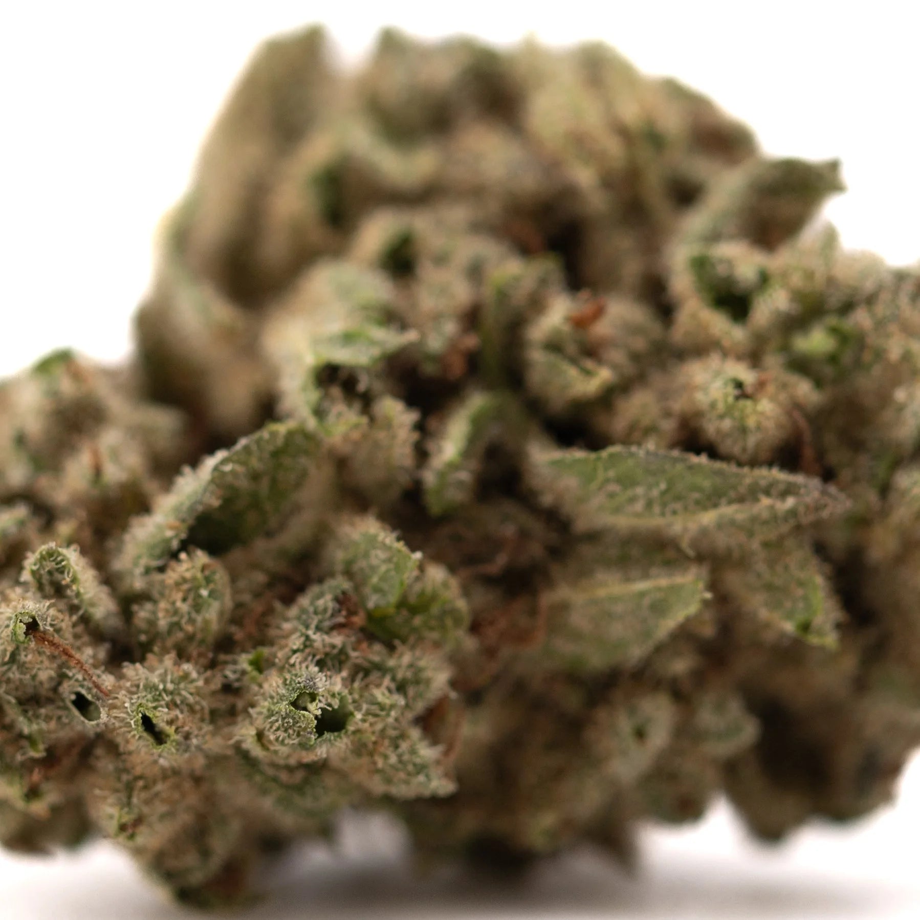 A dense green and brown cbg hemp flower bud with frosty trichomes from full-term wholesale organic program