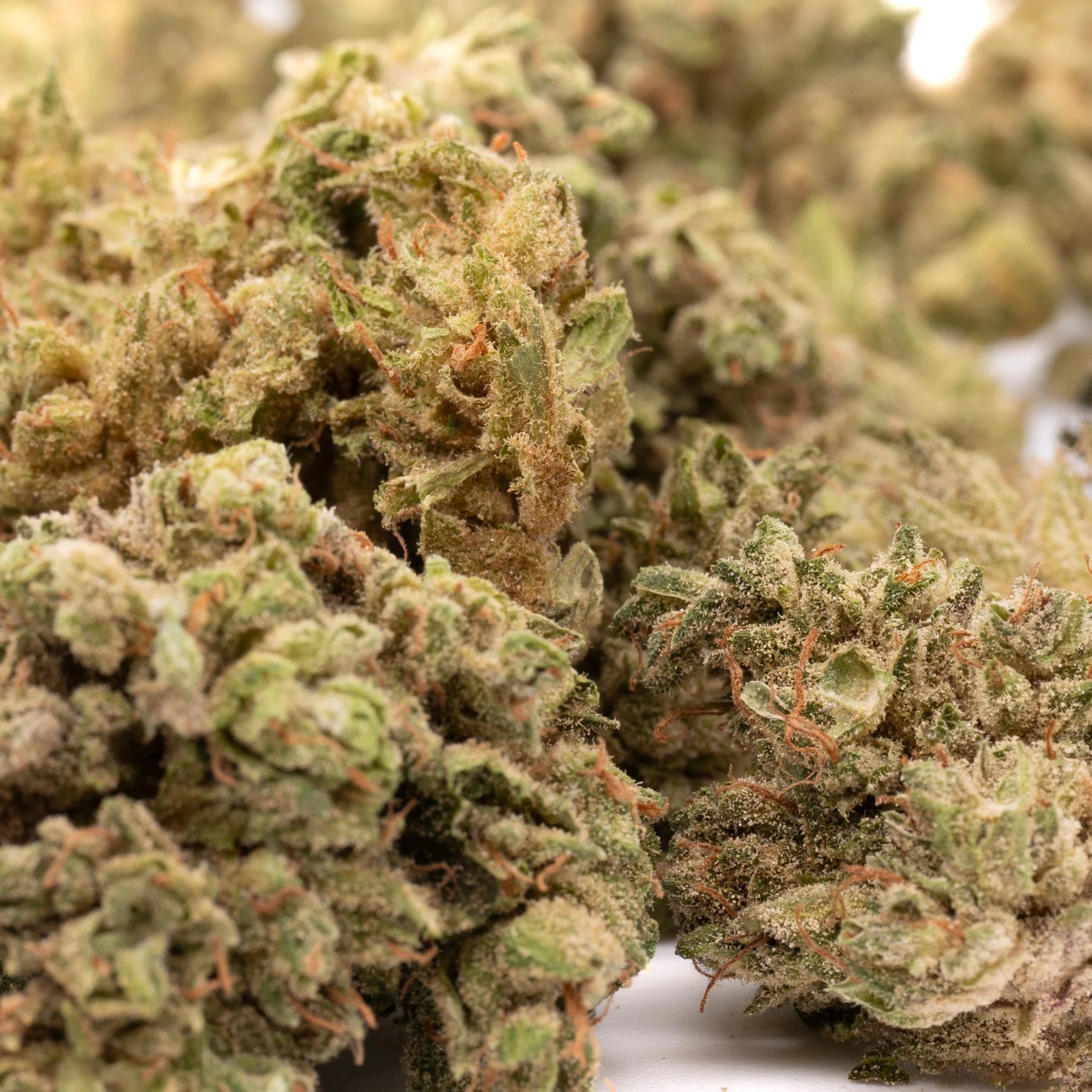 CBG Hemp Flower - Plants