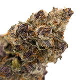 Close-up of Cereal Milk Indoor THCa Flower with purple hues orange pistils and frosty trichomes