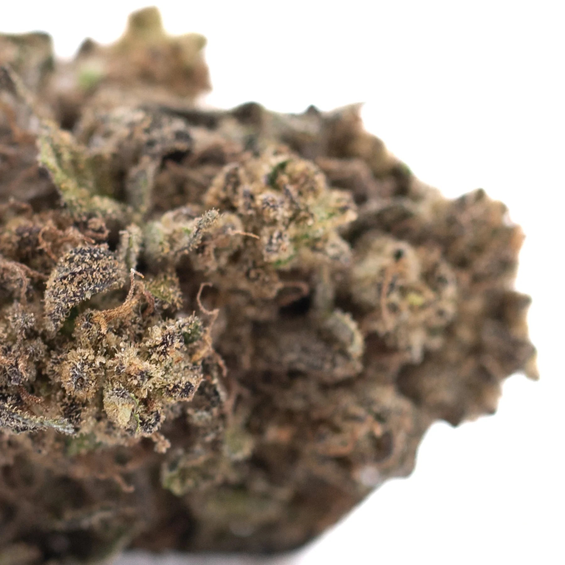 Cherry truffle thca hemp flower with dense green and brown chemdog special reserve bud covered in fine trichomes