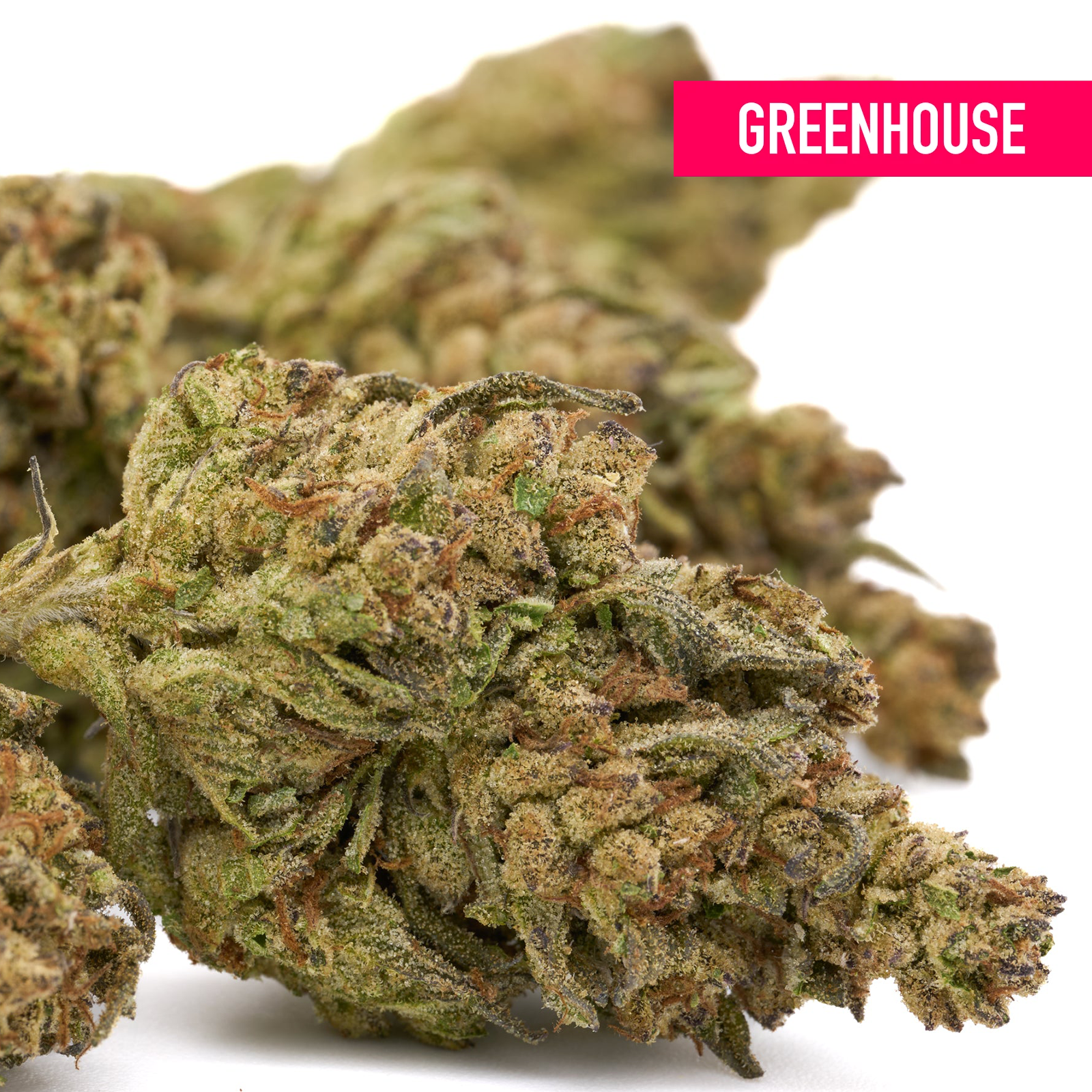 Dried cannabis buds from Chimera THCa Hemp Flower Greenhouse Wholesale featuring white truffle aroma