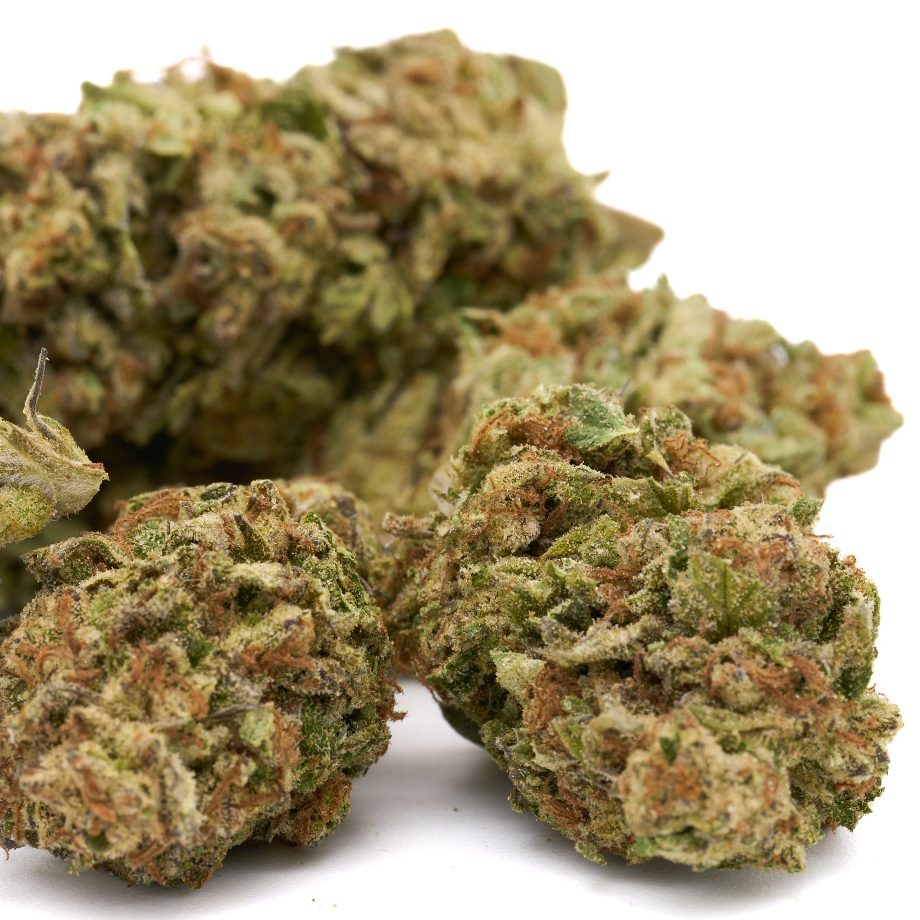 Cannabis flower buds of Chimera THCa Hemp Flower showcasing White Truffle strain