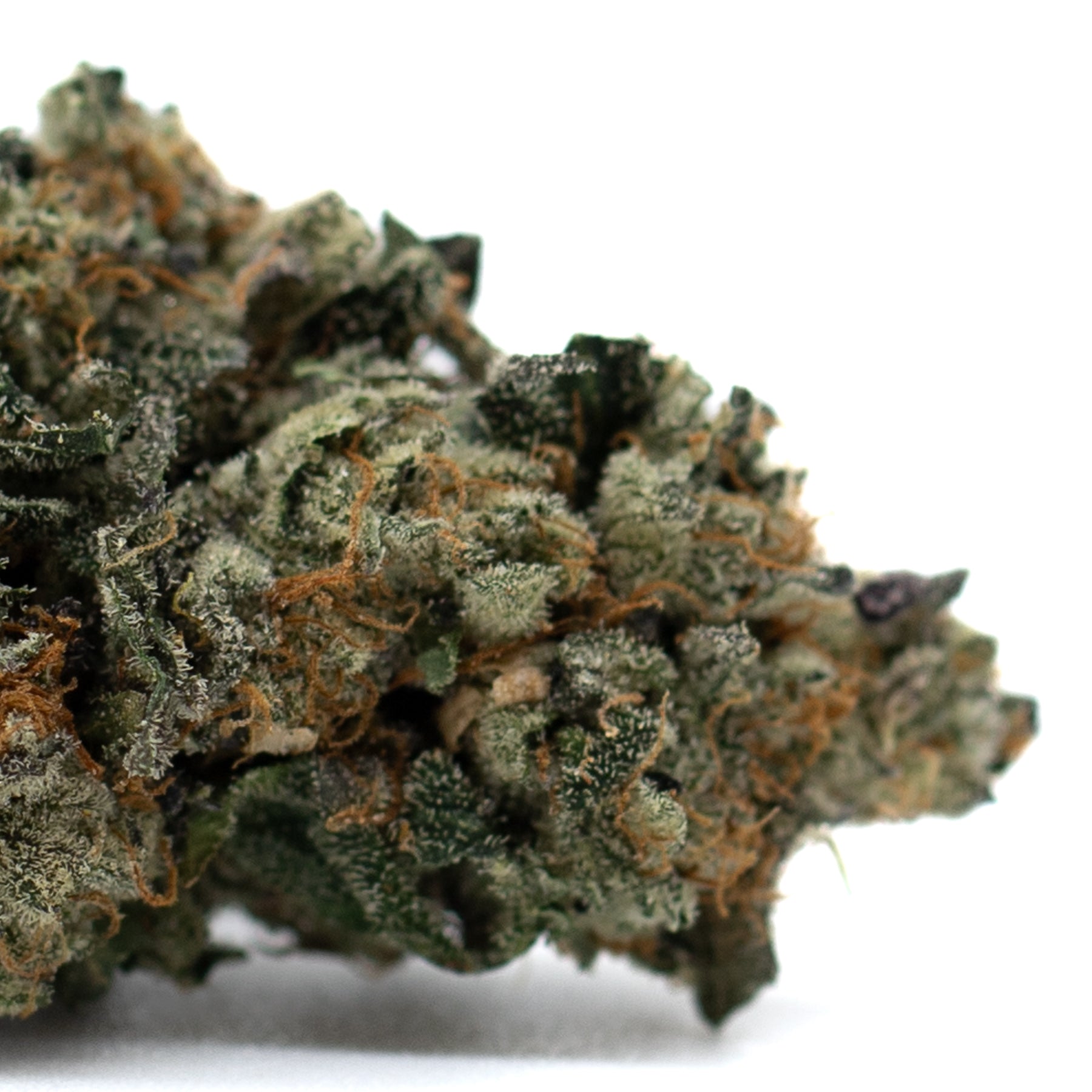 Close-up of Chunky Monkey Indoor THCa Flower with vibrant orange pistils and green foliage